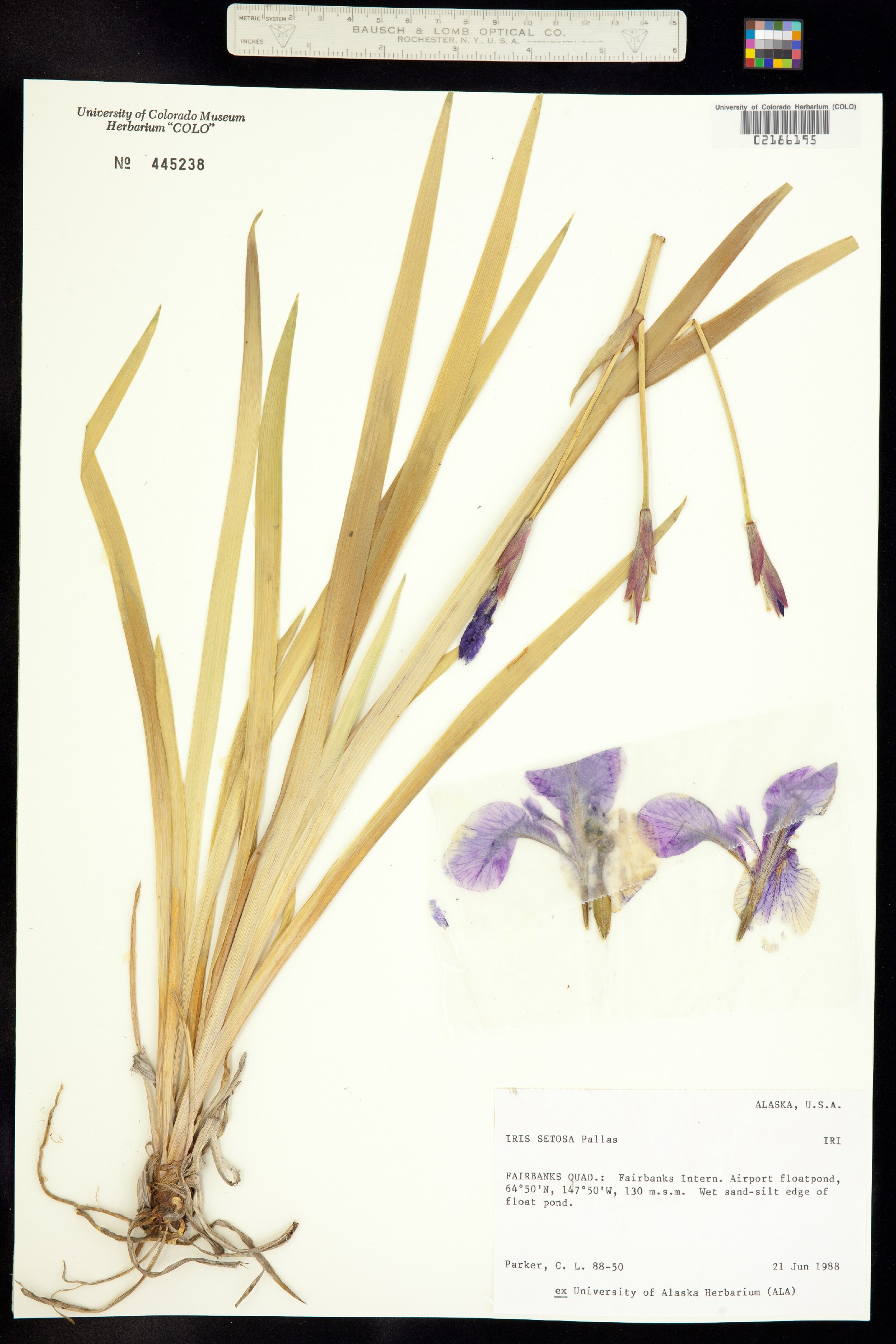 Iris setosa image