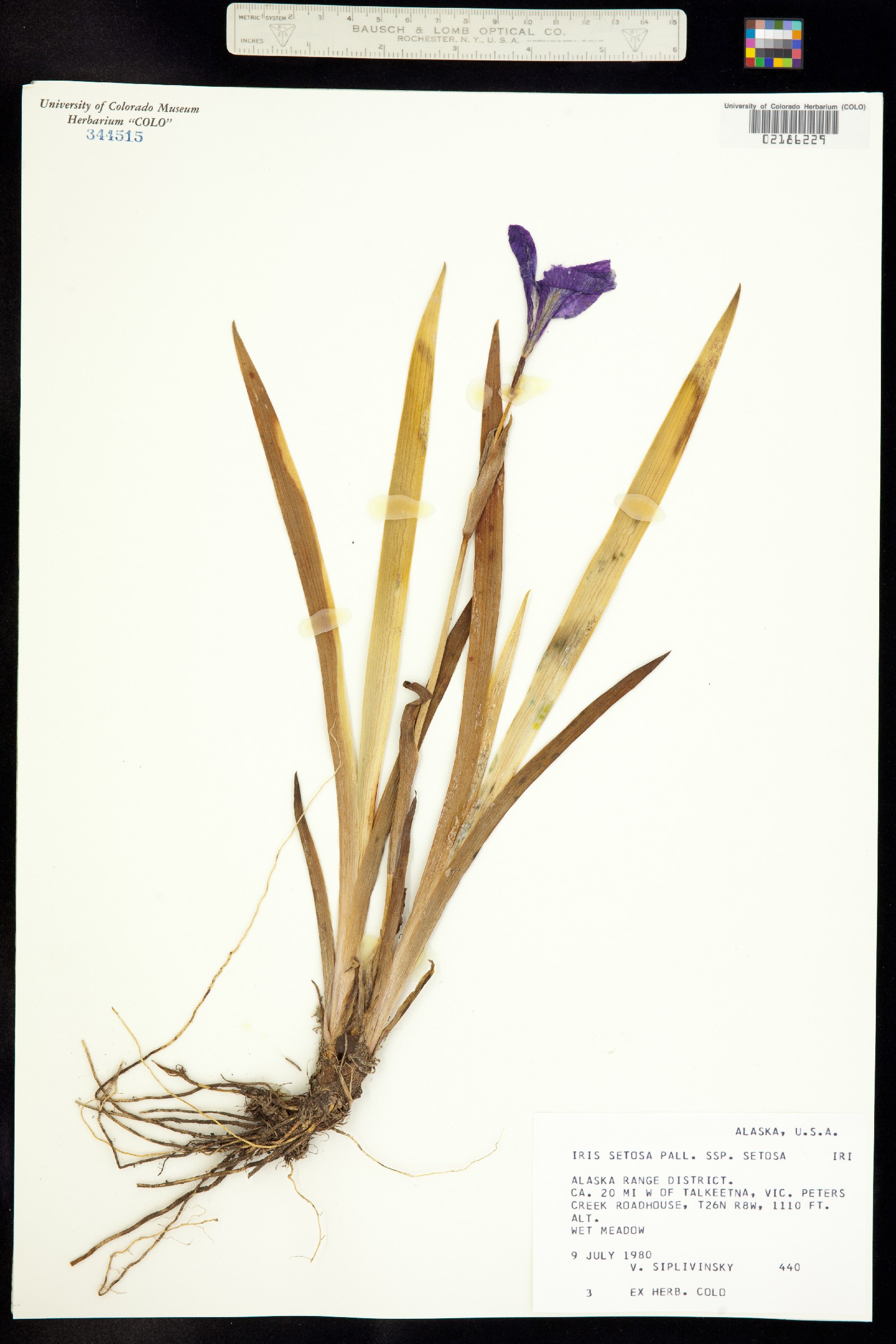 Iris setosa image