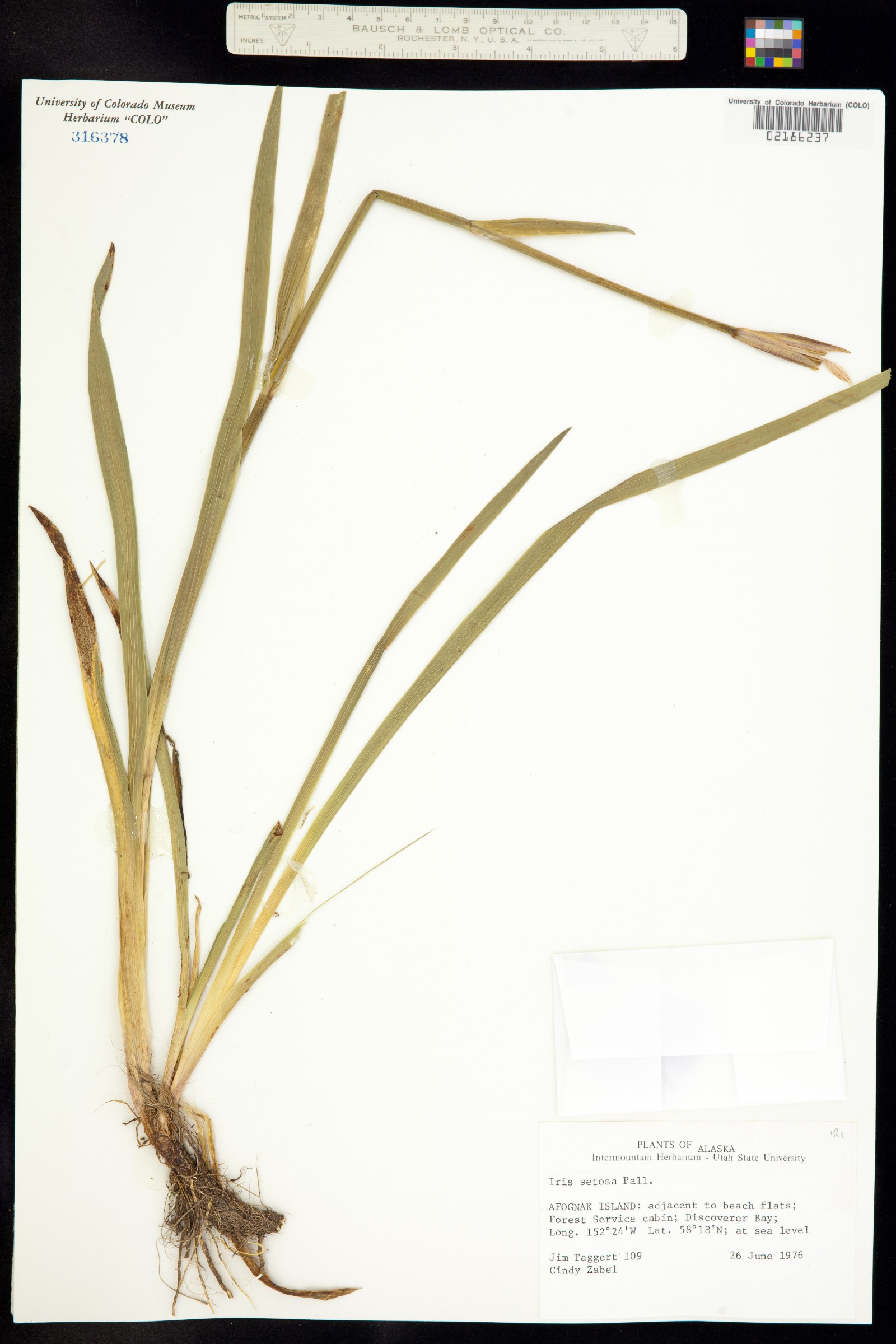 Iris setosa image
