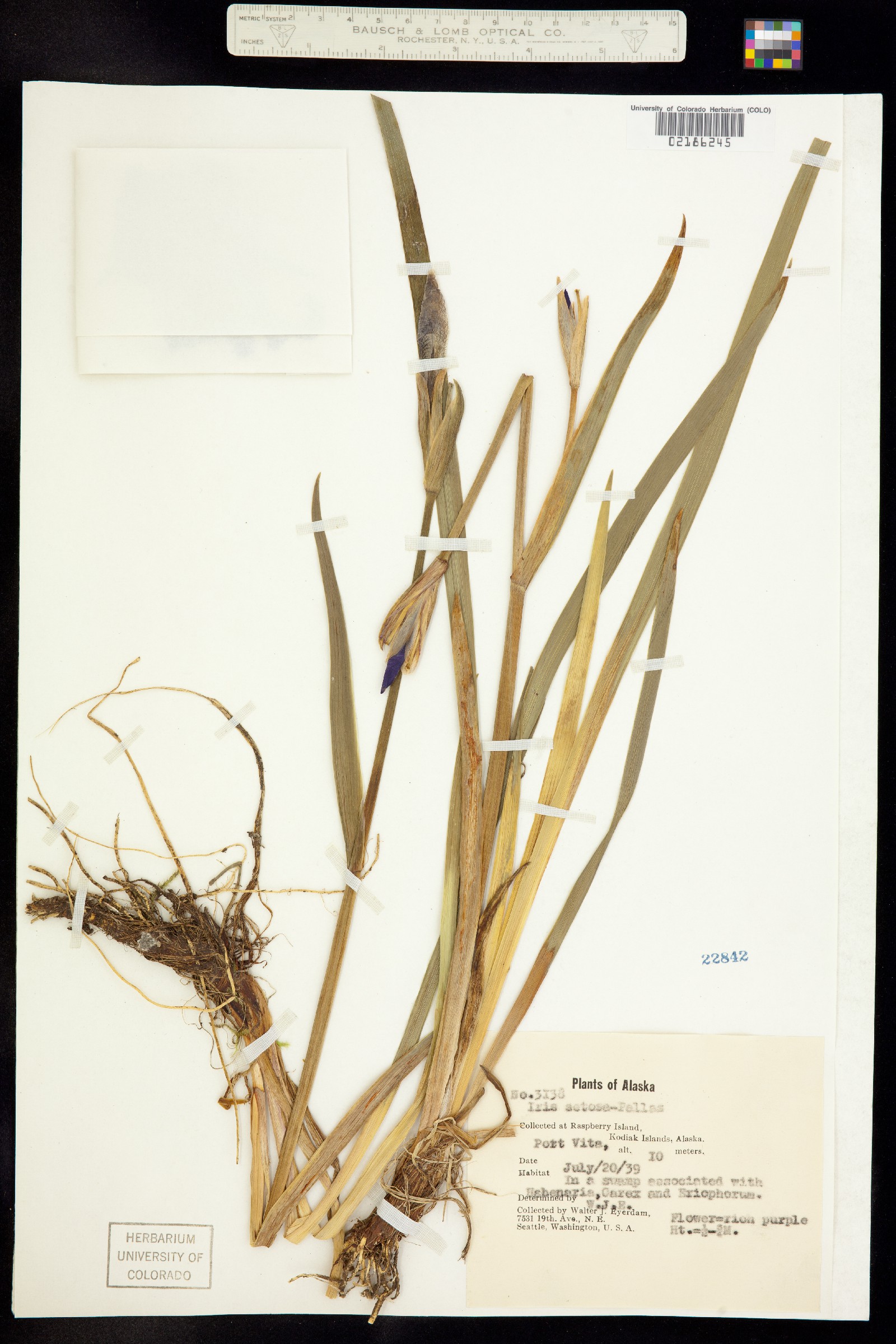 Iris setosa image