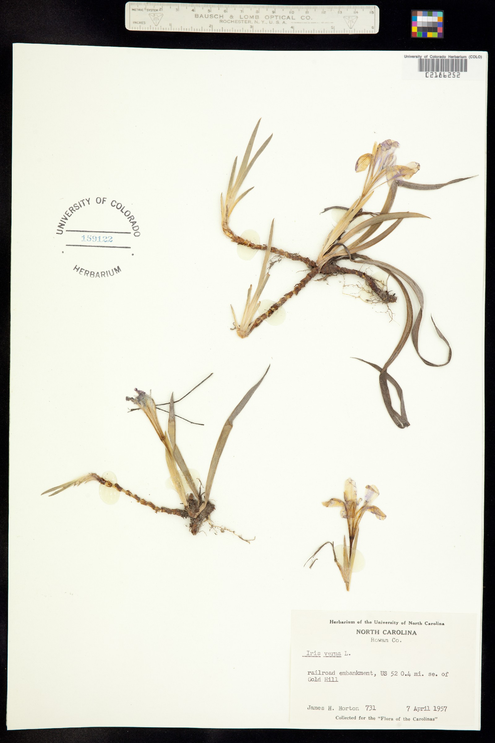 Iris verna image