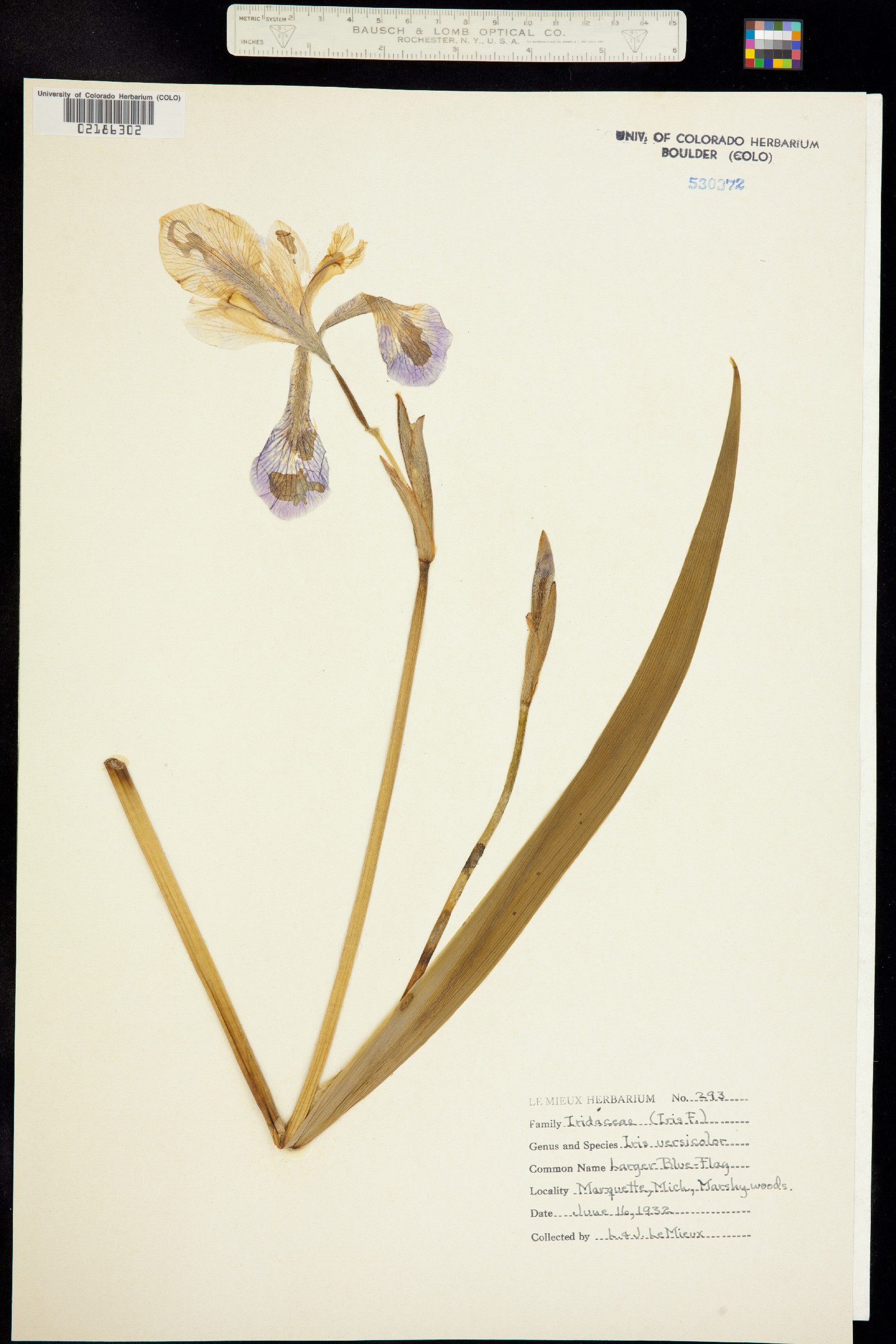 Iris versicolor image