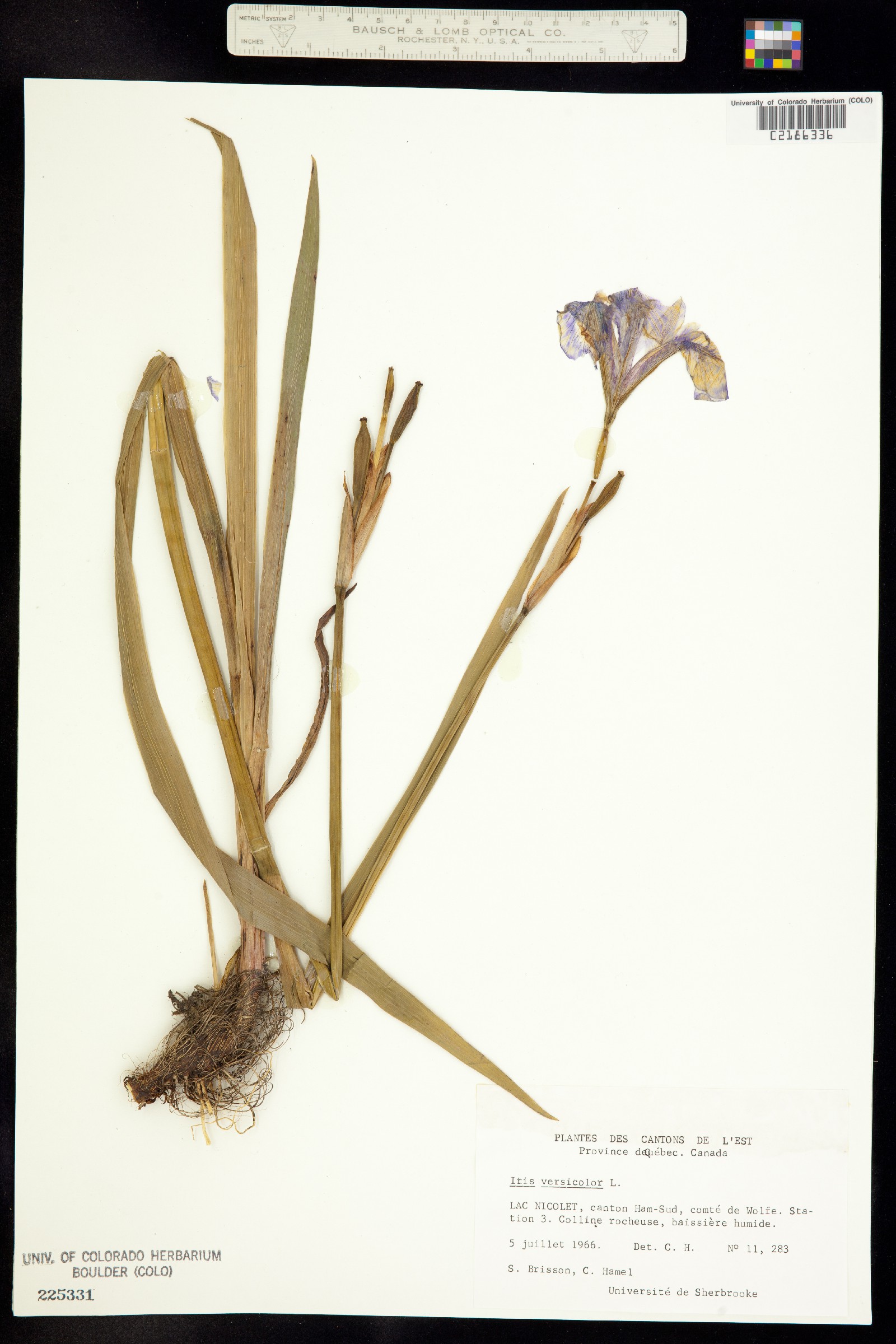 Iris versicolor image