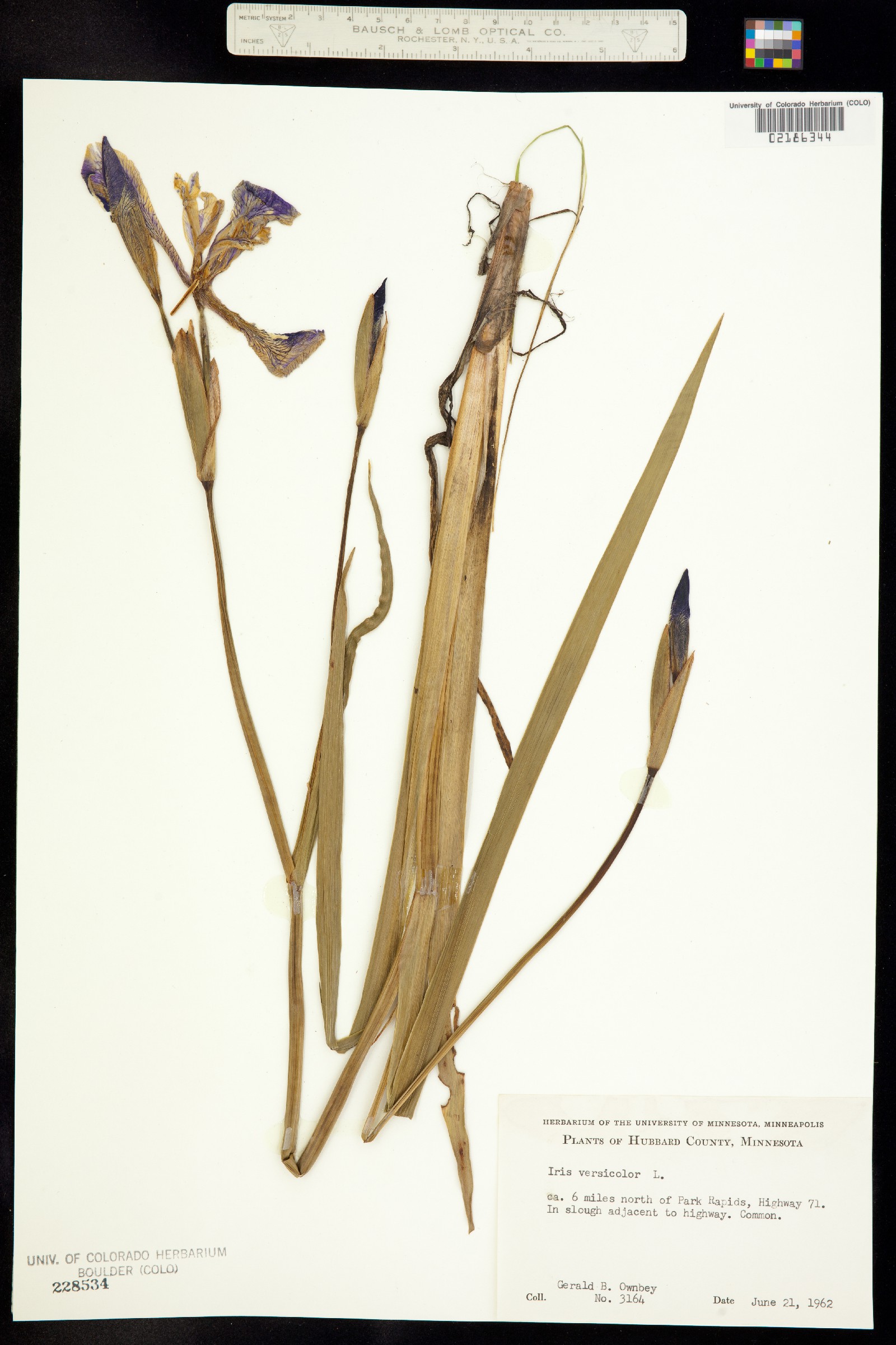 Iris versicolor image