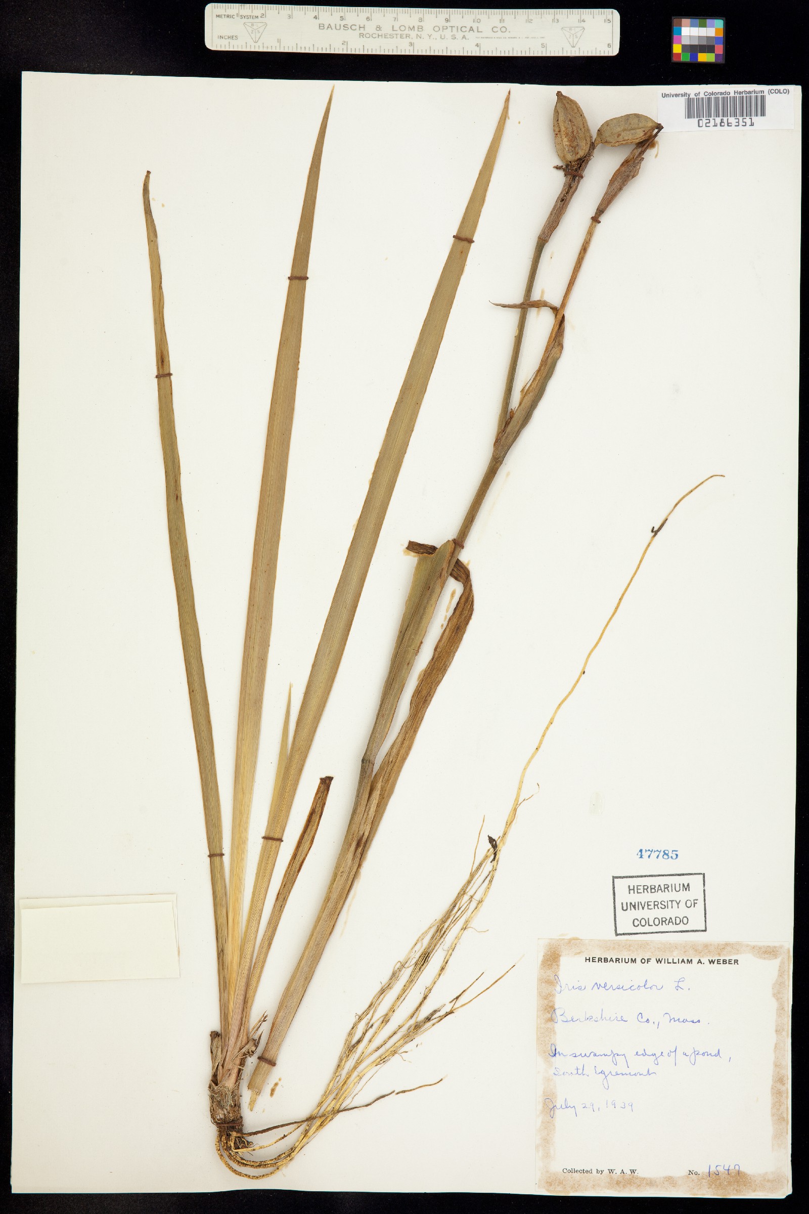 Iris versicolor image