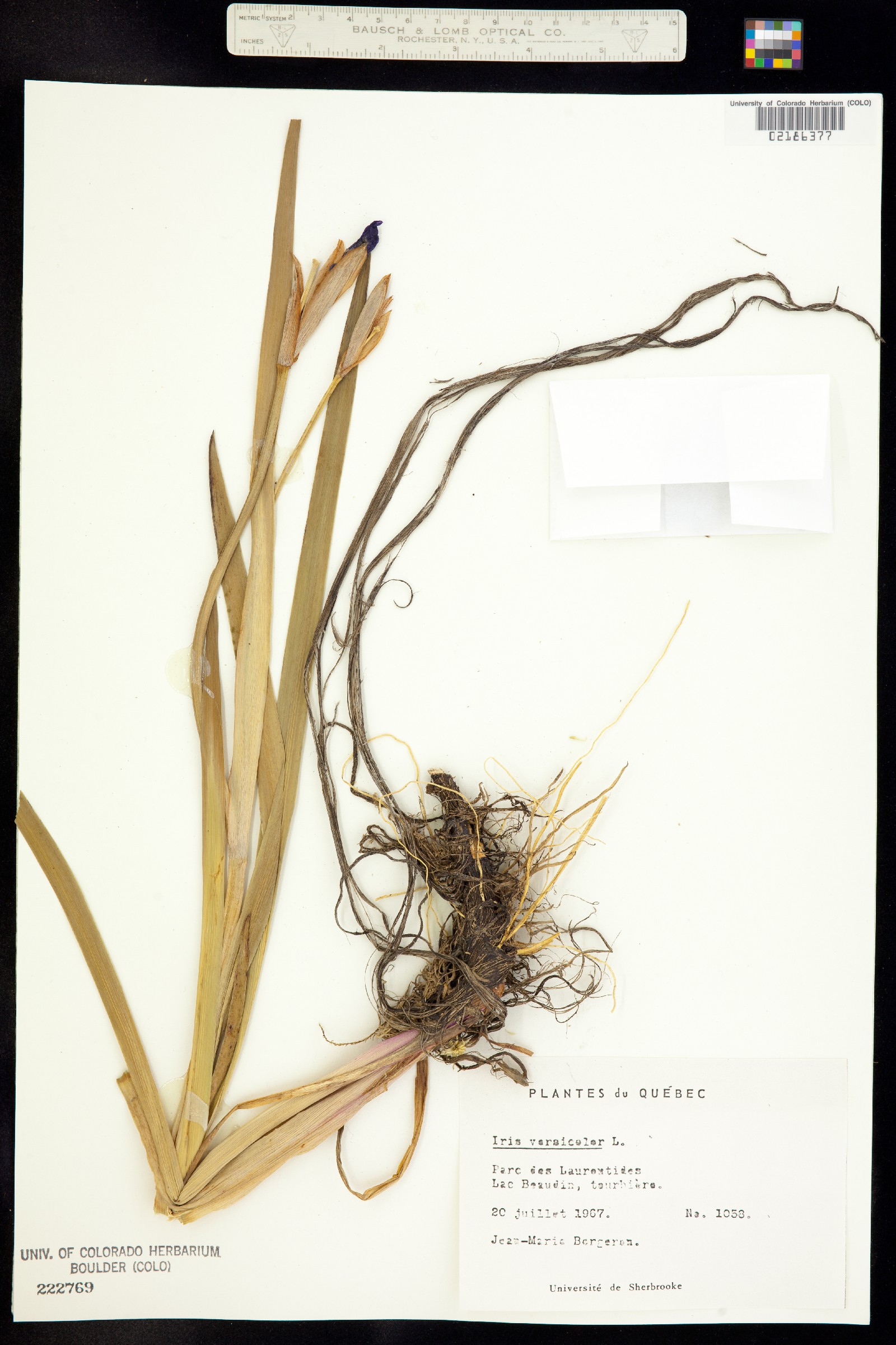 Iris versicolor image