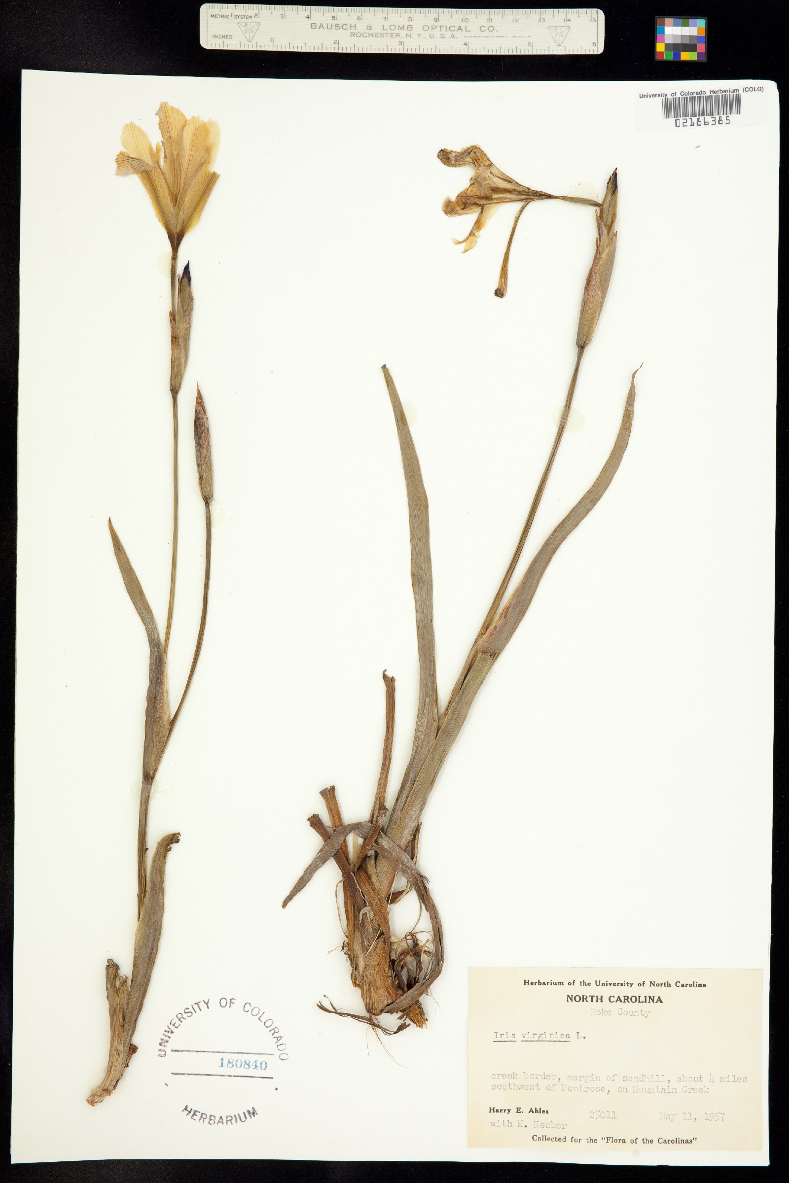 Iris virginica image