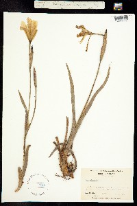 Image of Iris virginica