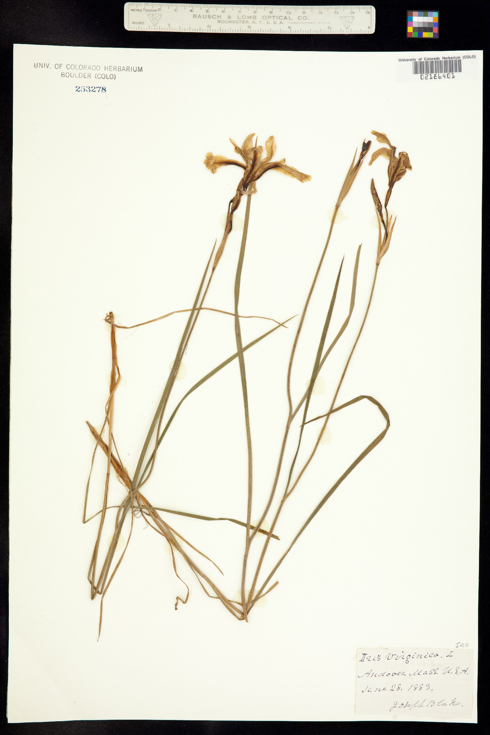 Iris virginica image