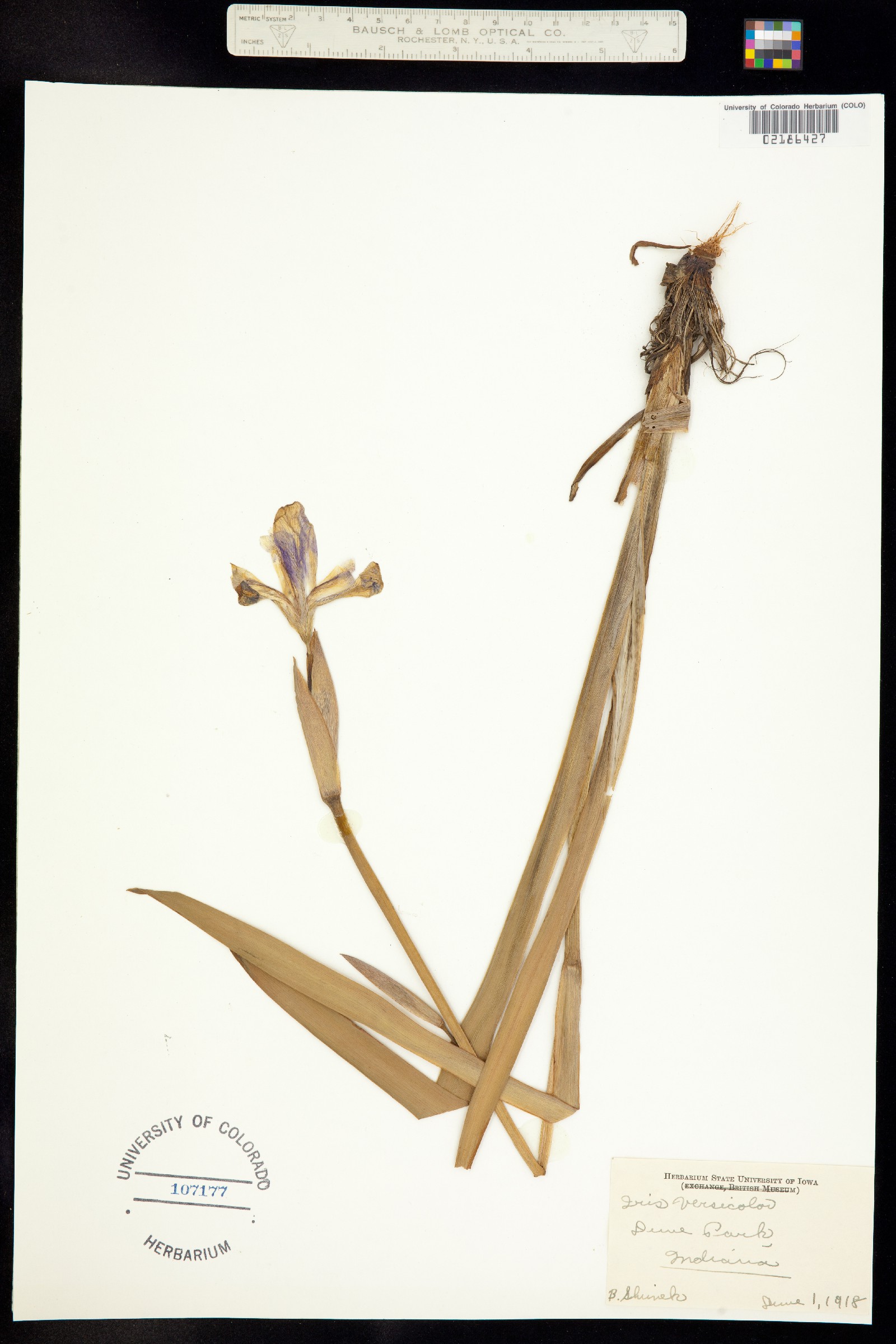 Iris versicolor image
