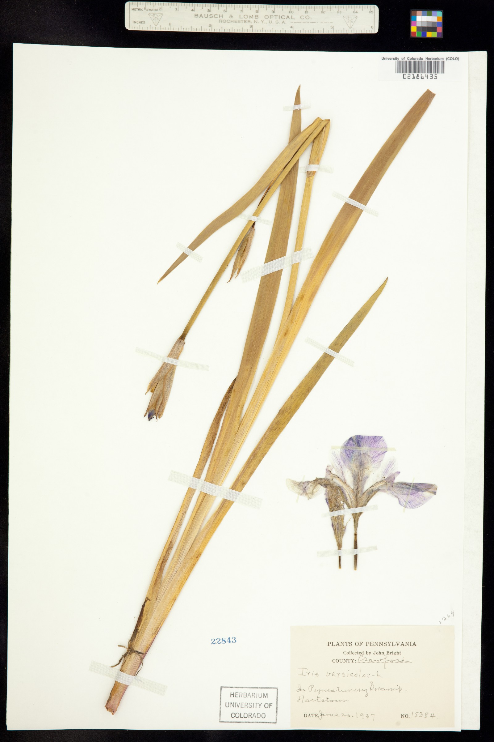 Iris versicolor image