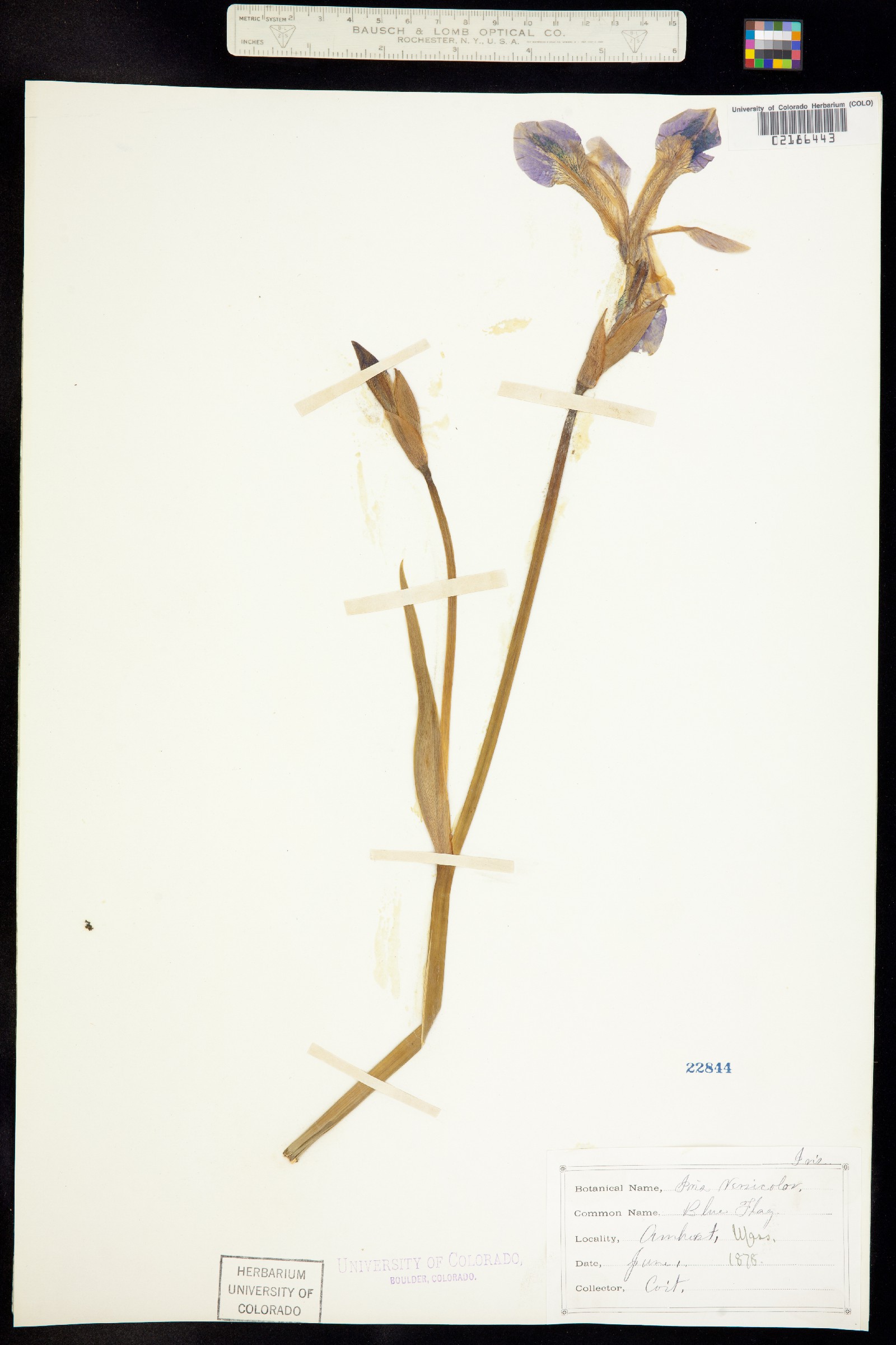 Iris versicolor image