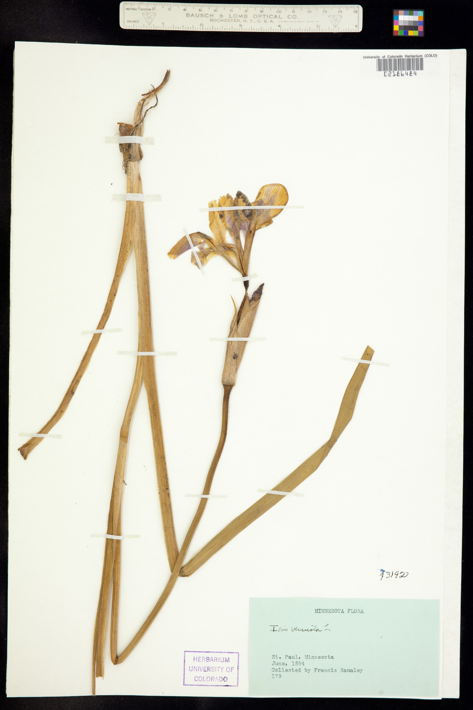 Iris versicolor image