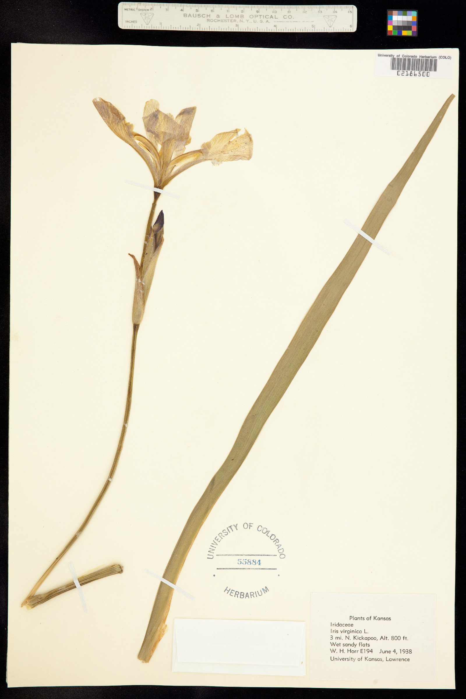 Iris virginica image