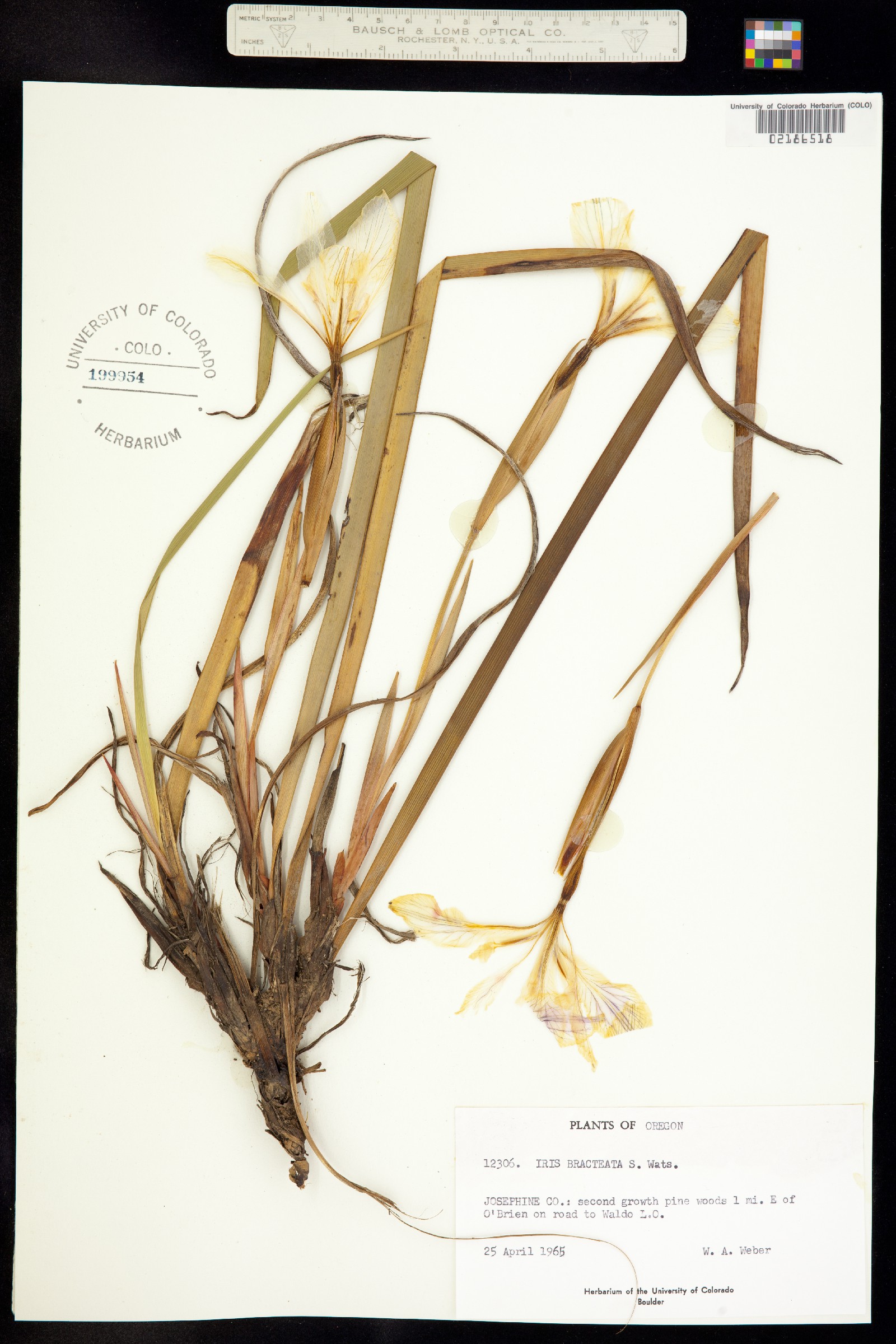 Iris bracteata image