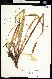 Image of Iris bracteata