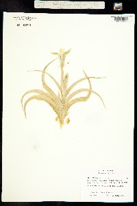 Image of Iris bucharica