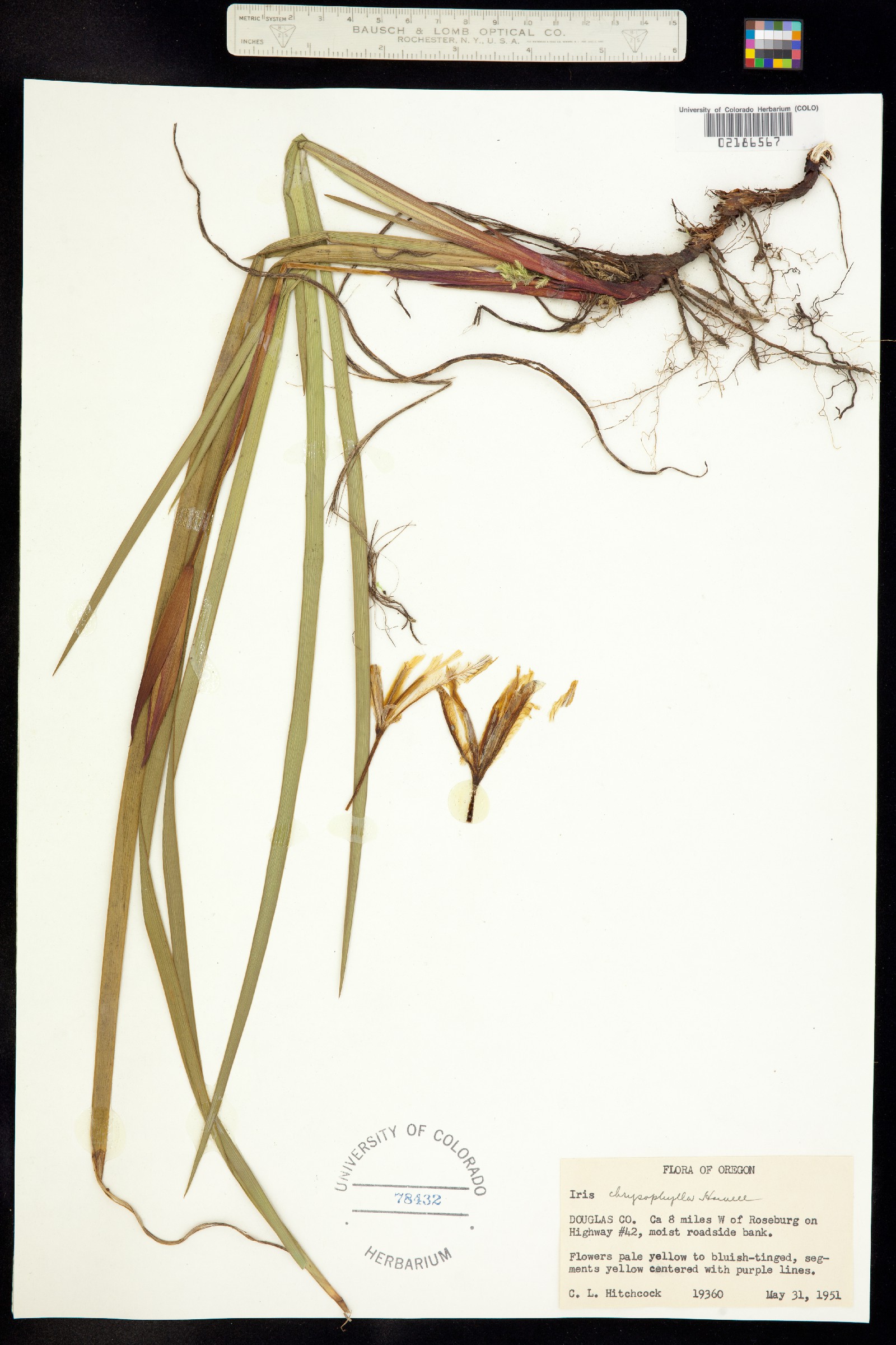 Iris chrysophylla image