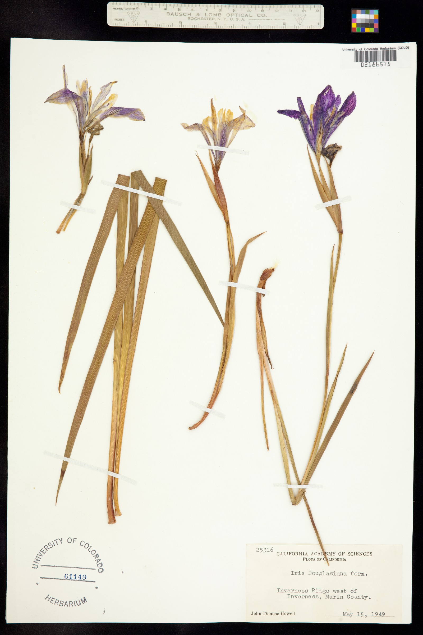 Iris douglasiana image