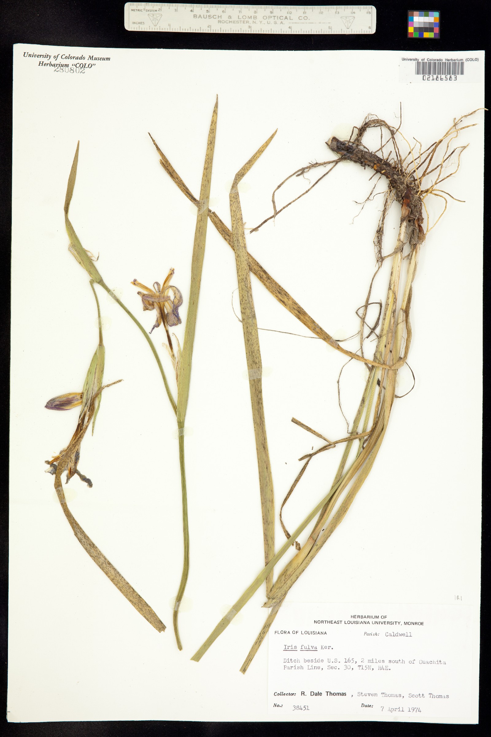 Iris fulva image