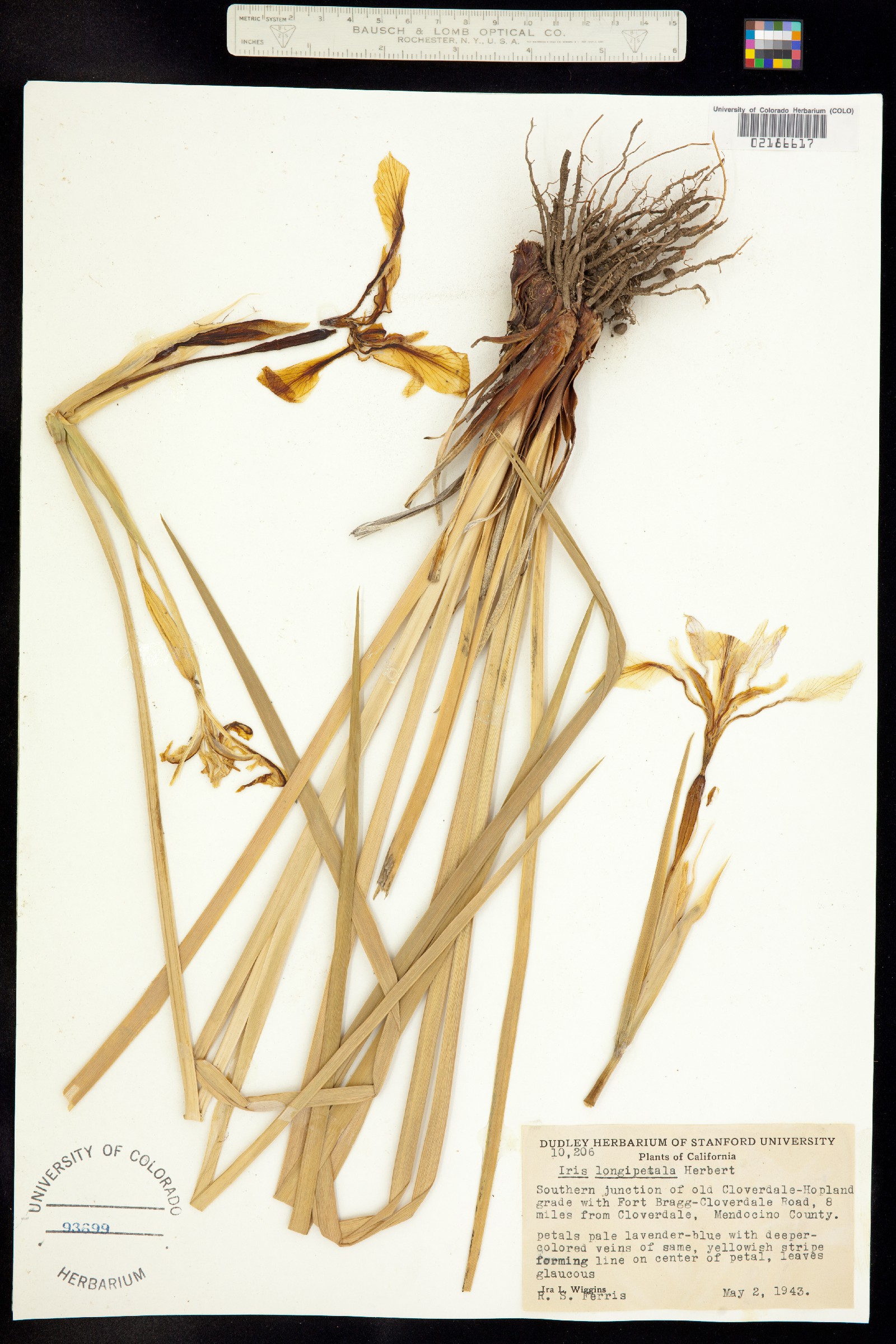 Iris longipetala image