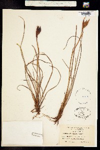Iris X thompsonii image