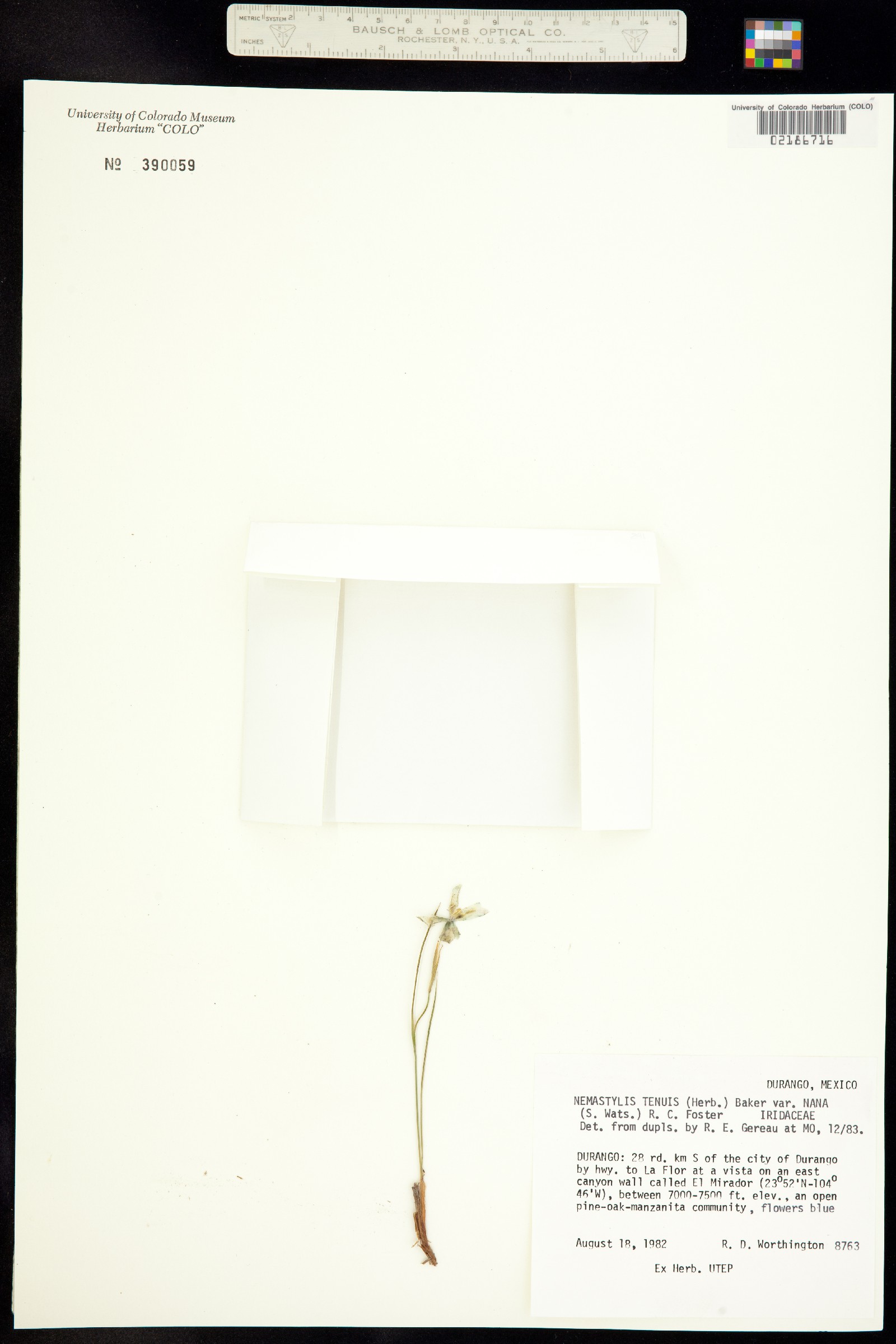 Nemastylis tenuis image