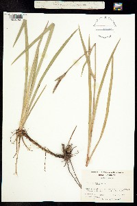 Iris hookeri image