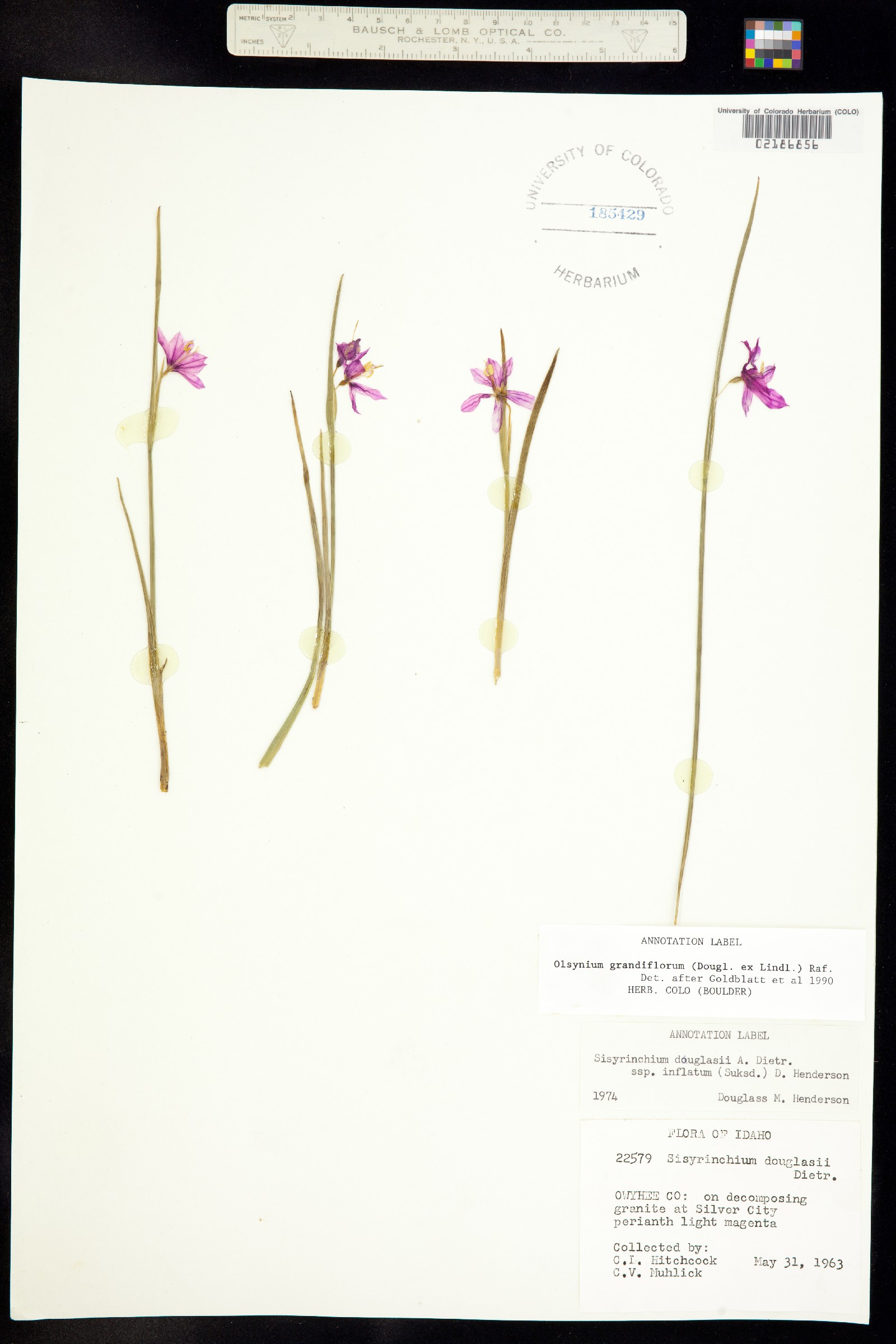 Olsynium douglasii image