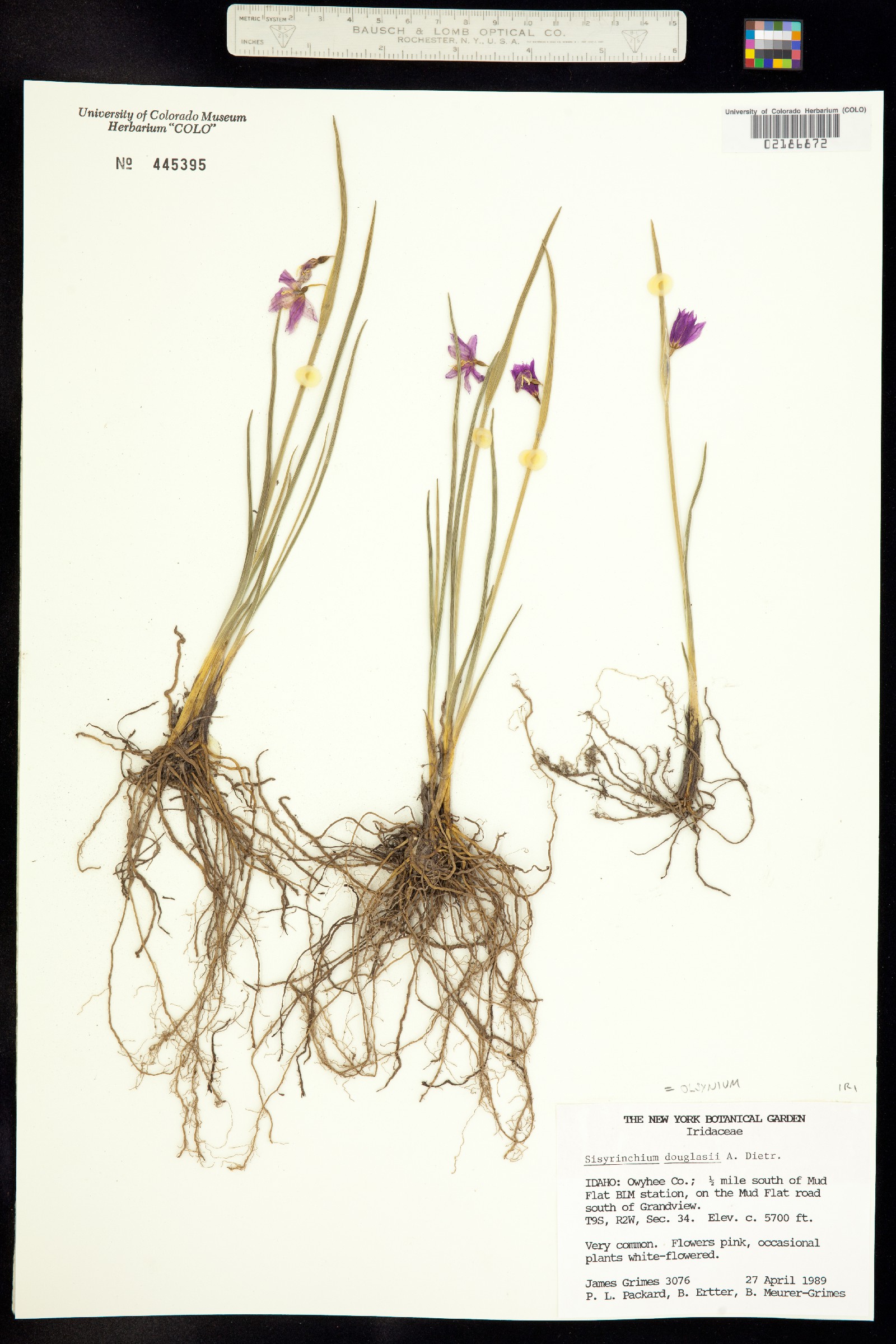 Olsynium douglasii image