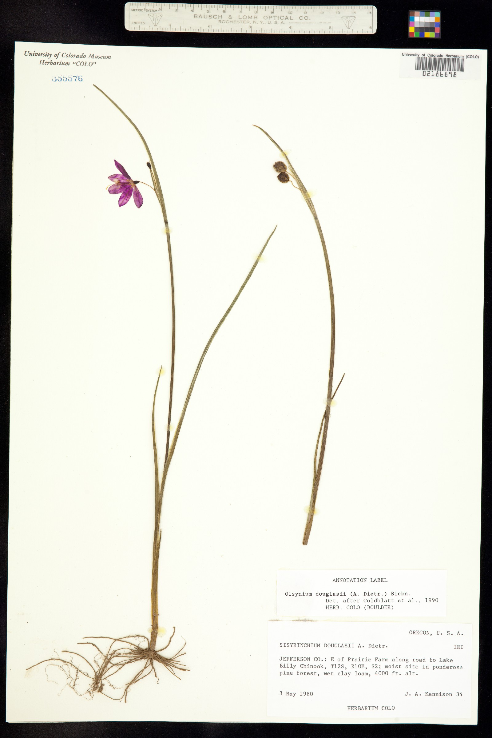 Olsynium douglasii image