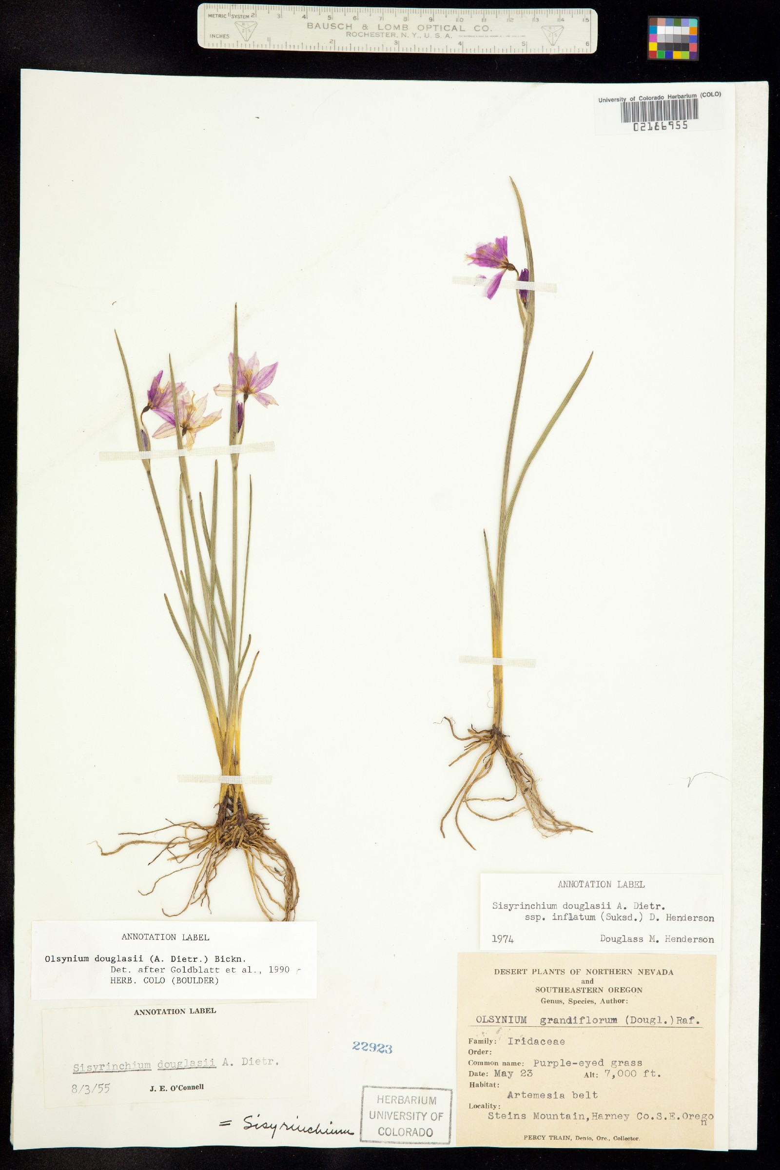 Olsynium image
