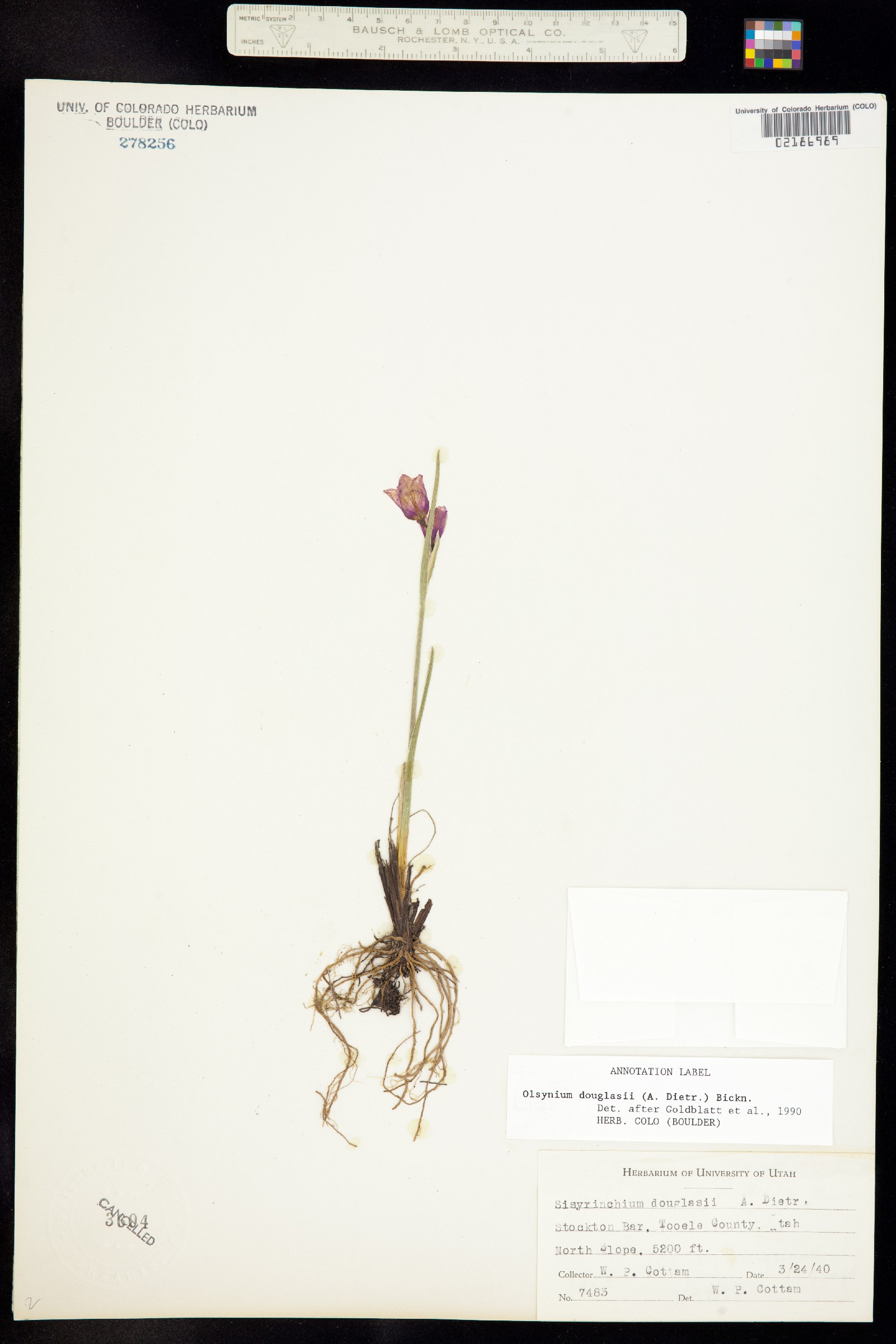 Olsynium douglasii image