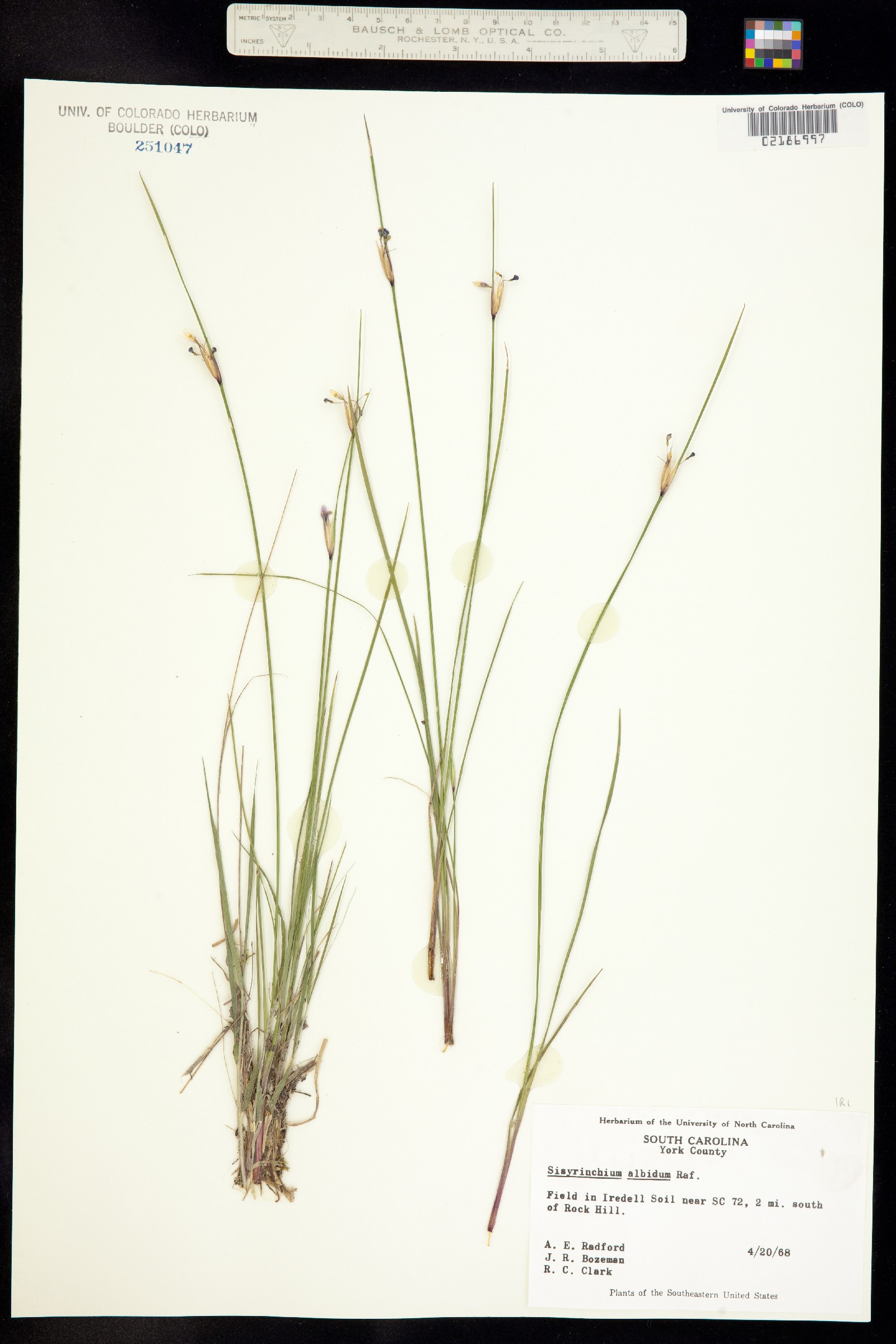 Sisyrinchium albidum image