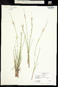 Image of Sisyrinchium albidum