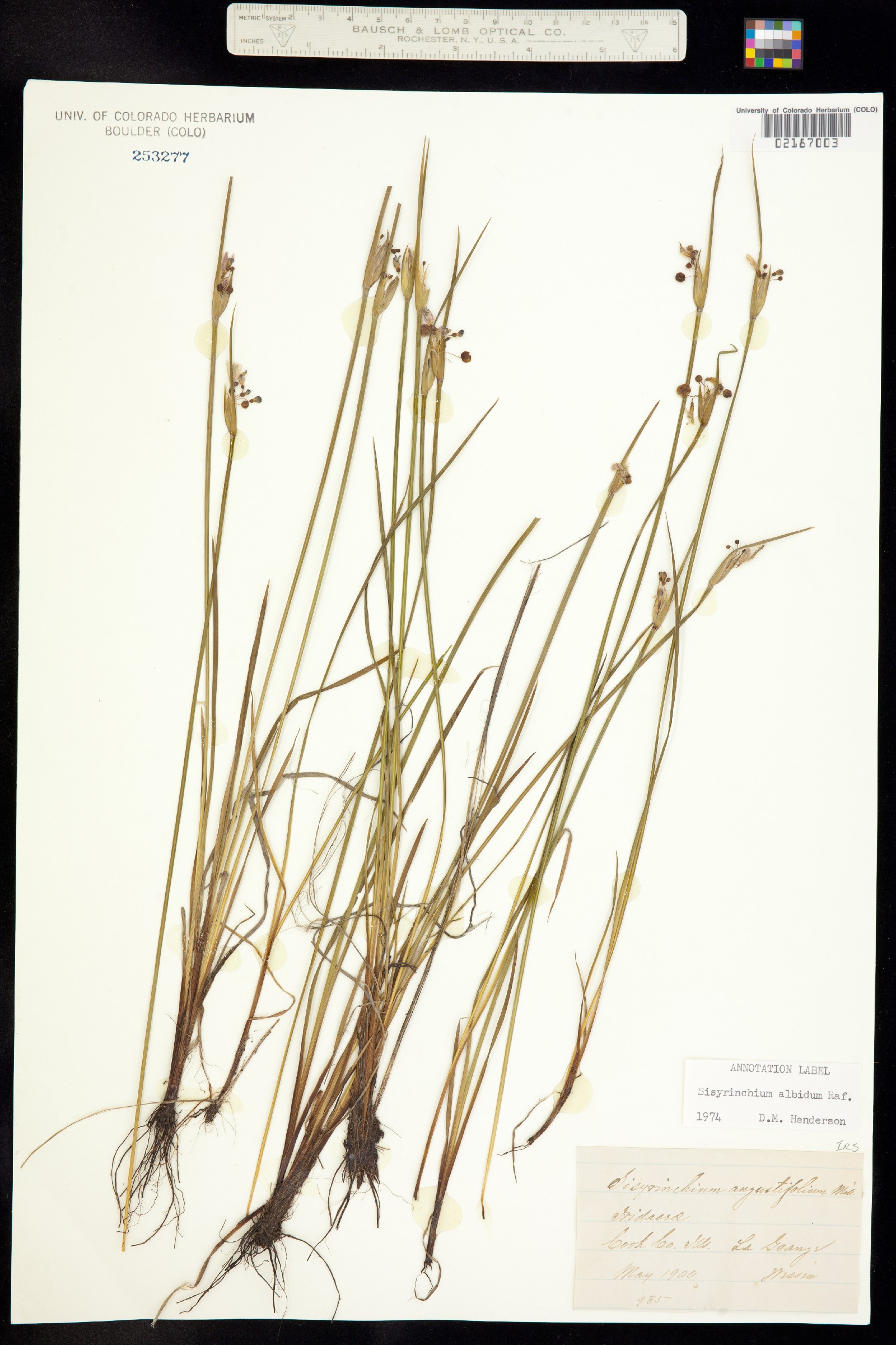 Sisyrinchium albidum image