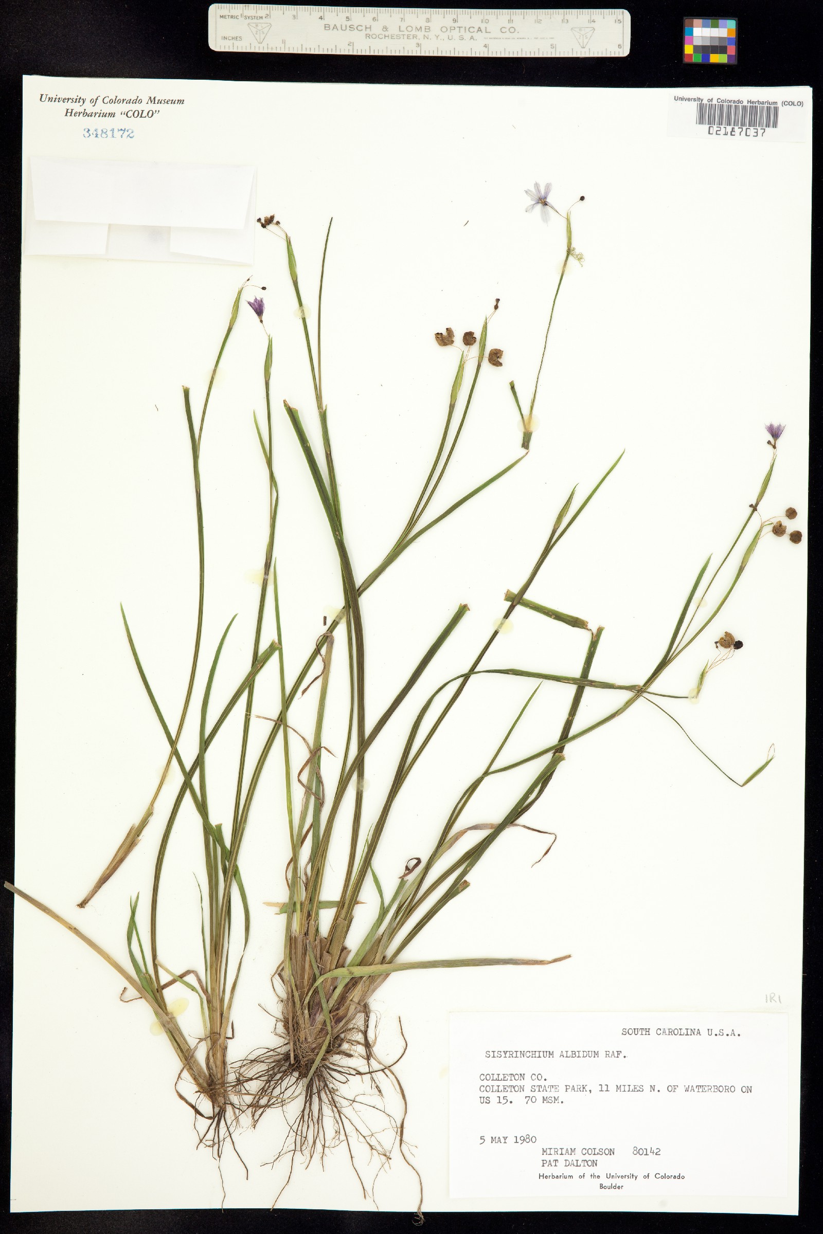 Sisyrinchium albidum image