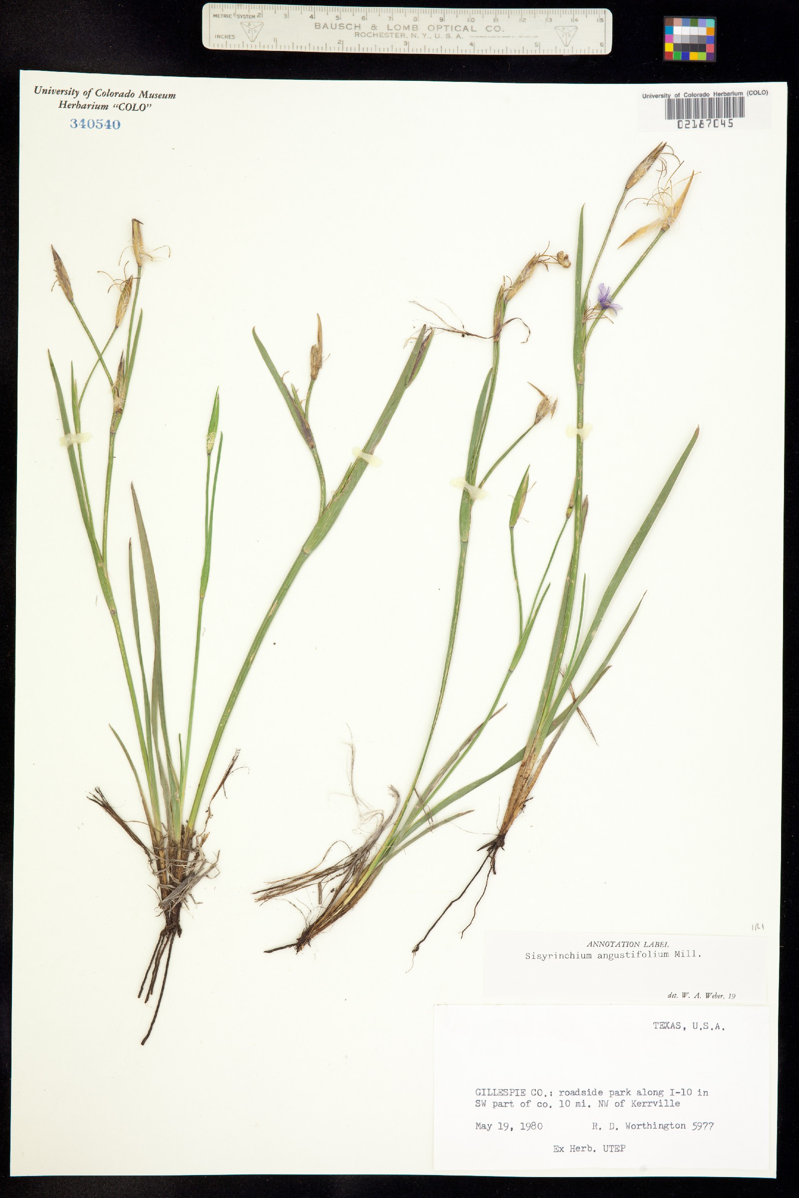 Sisyrinchium angustifolium image