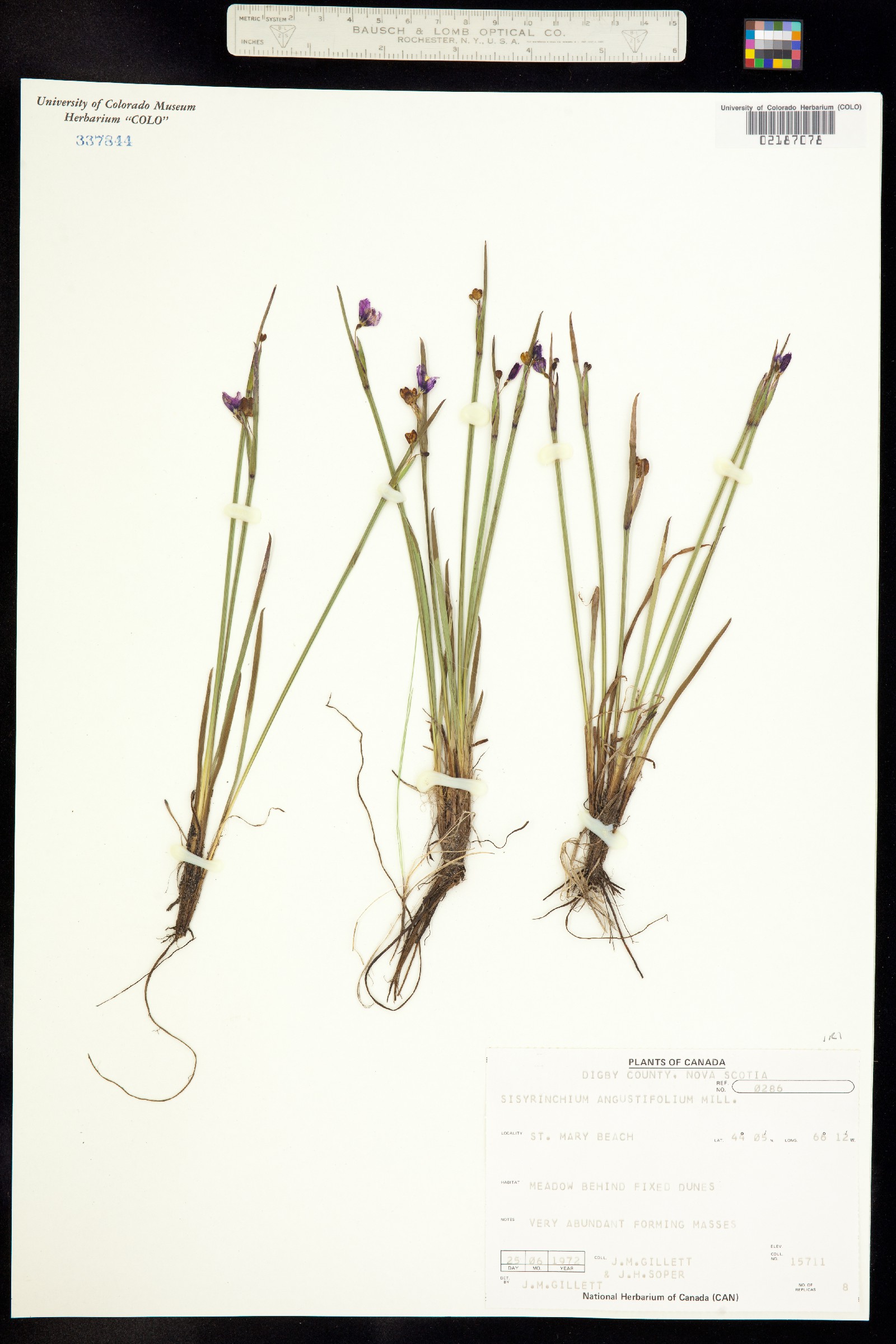 Sisyrinchium image