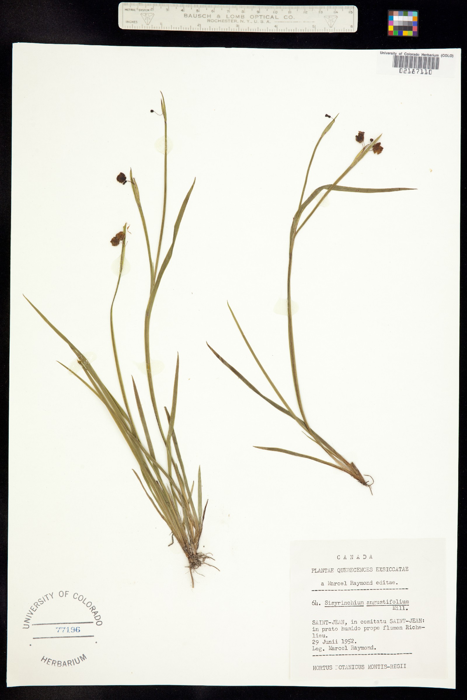 Sisyrinchium angustifolium image