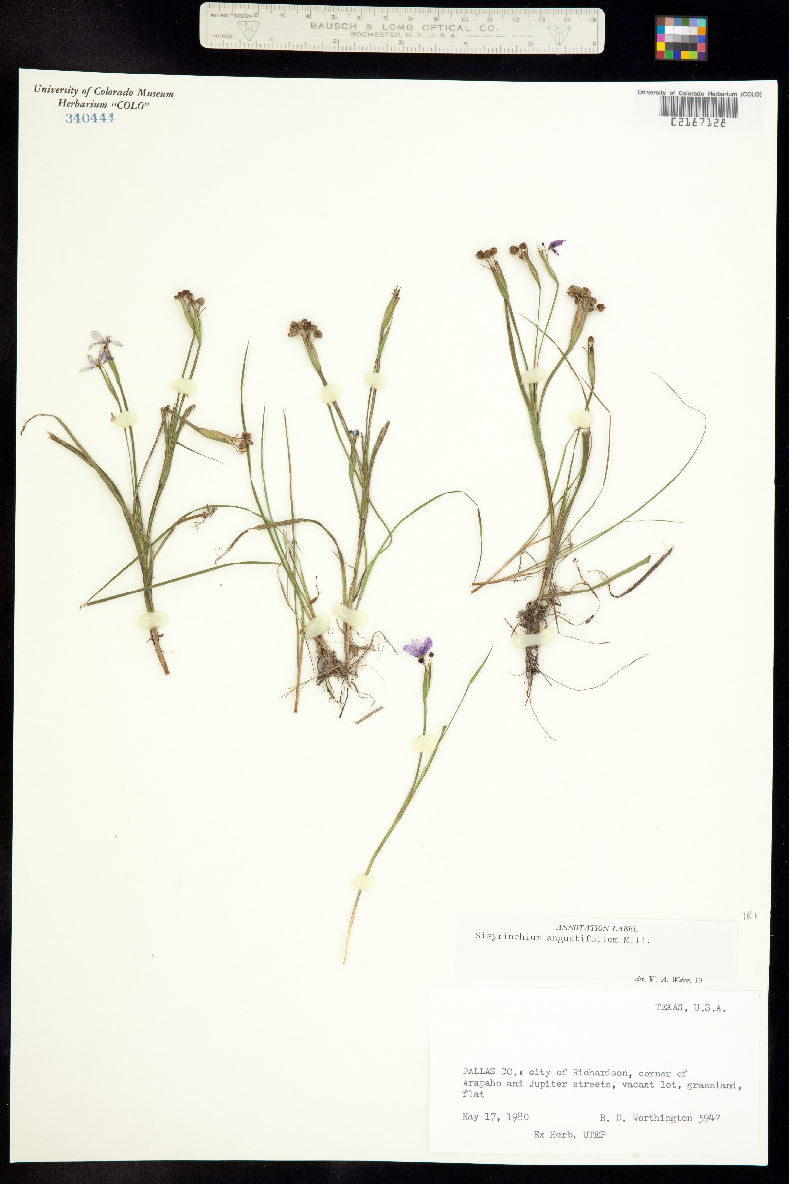 Sisyrinchium angustifolium image