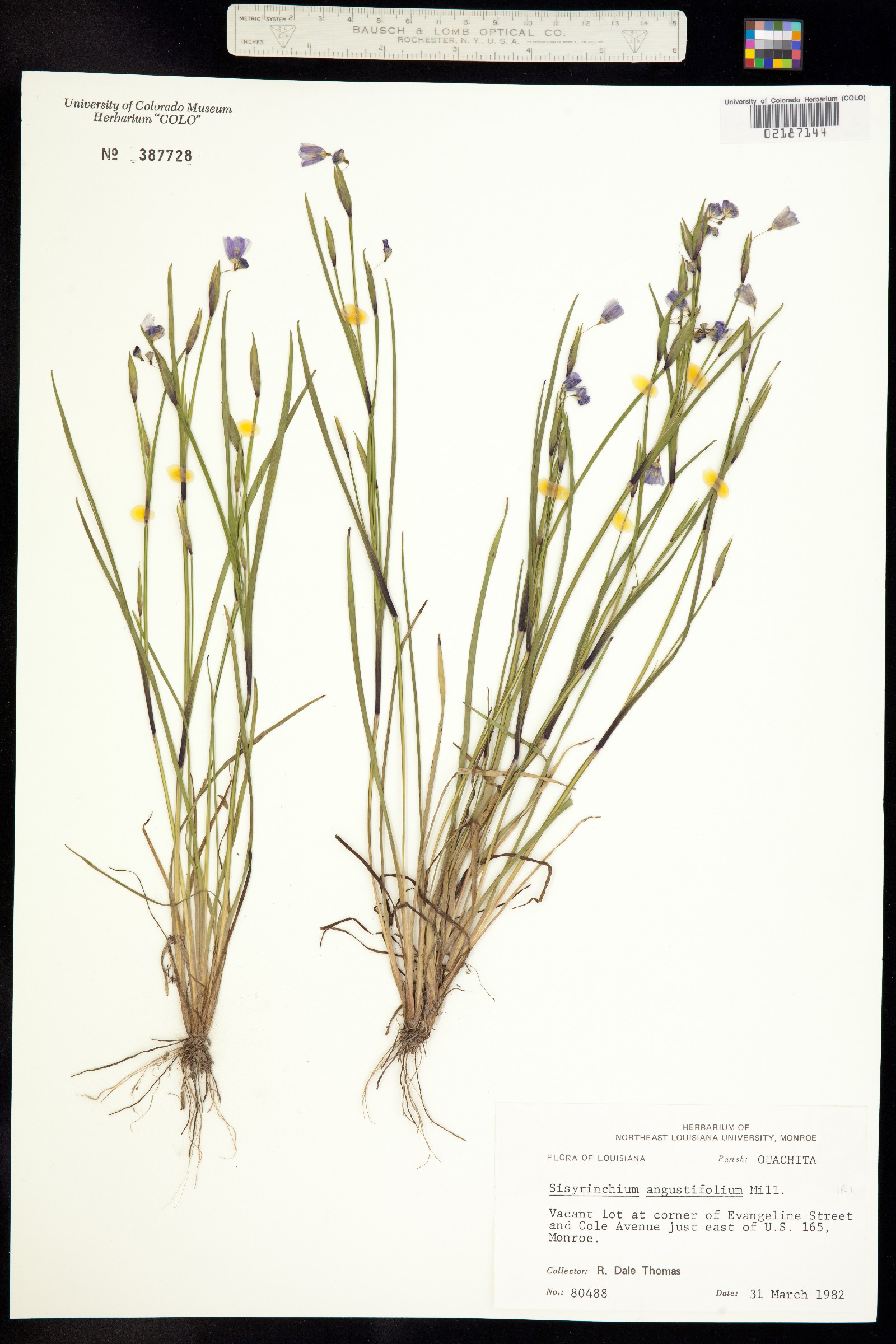 Sisyrinchium angustifolium image