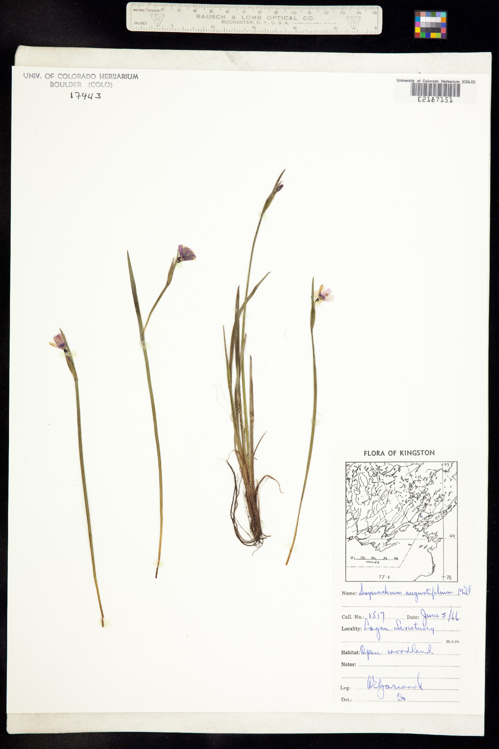 Sisyrinchium angustifolium image