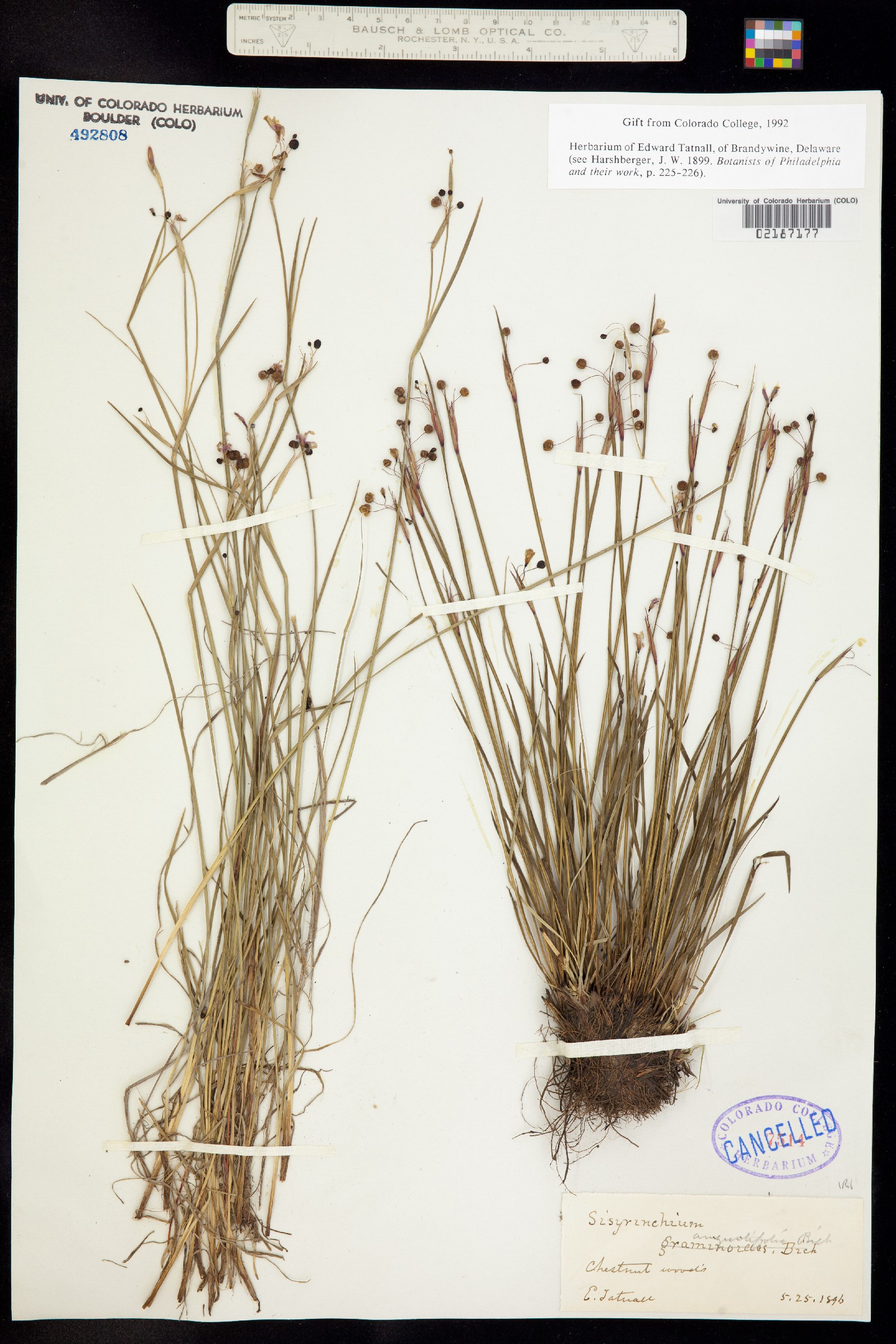 Sisyrinchium angustifolium image