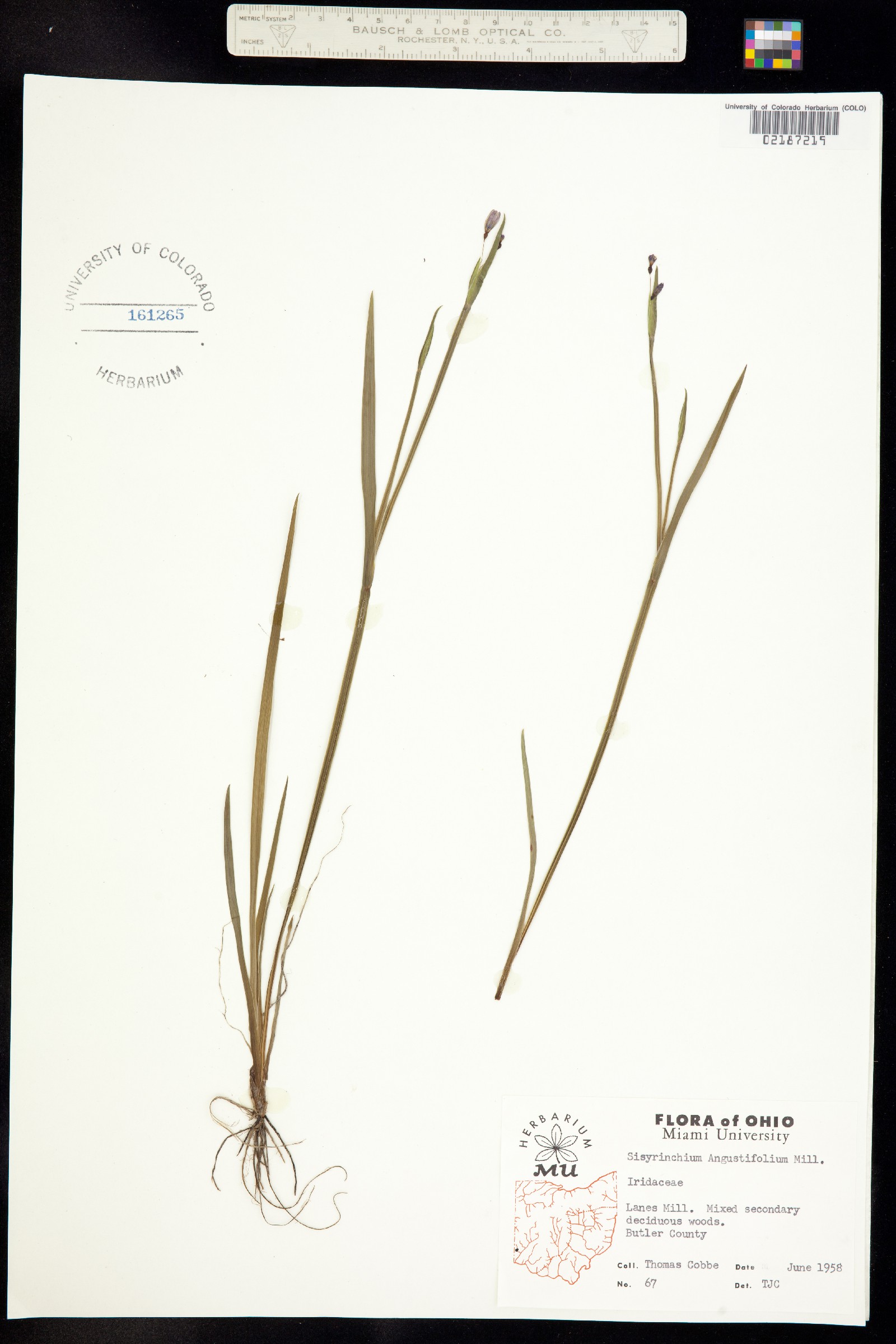 Sisyrinchium angustifolium image