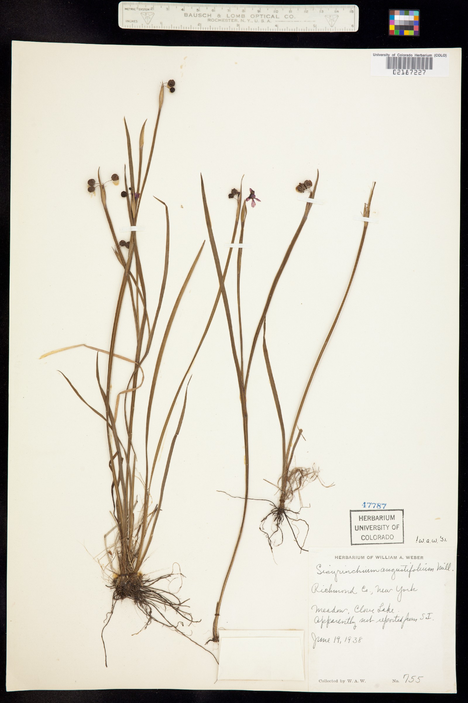 Sisyrinchium angustifolium image
