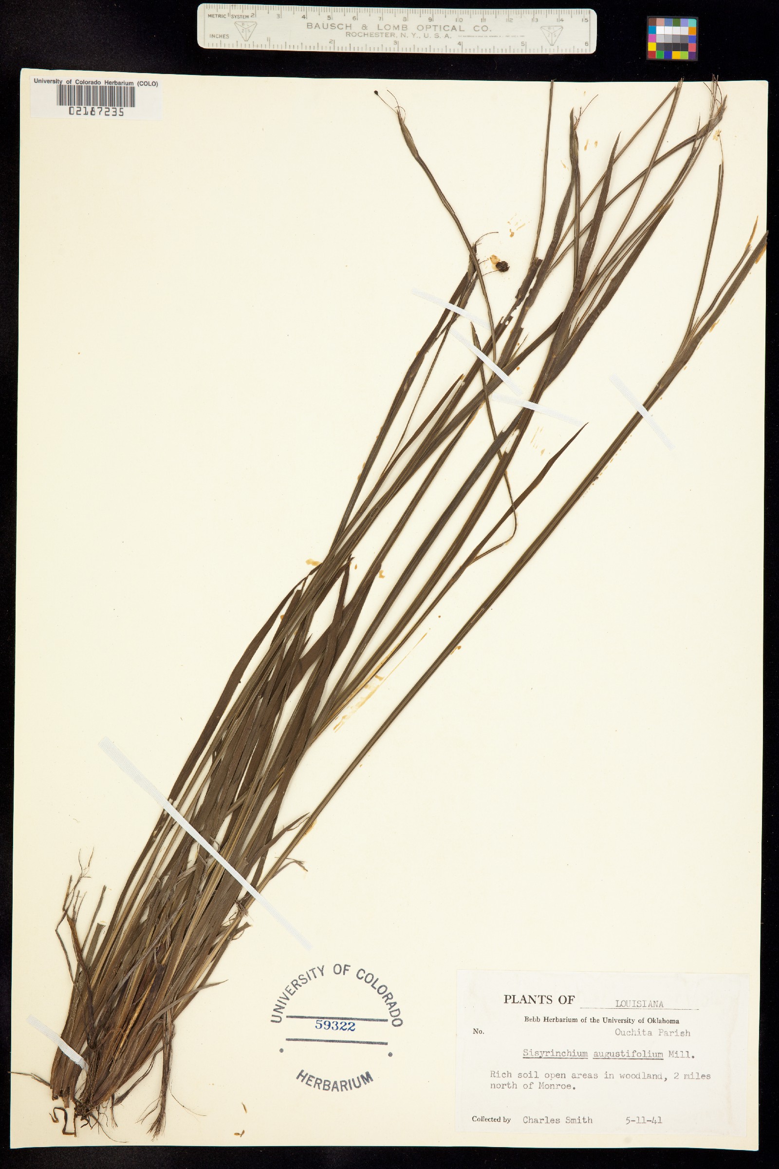 Sisyrinchium angustifolium image