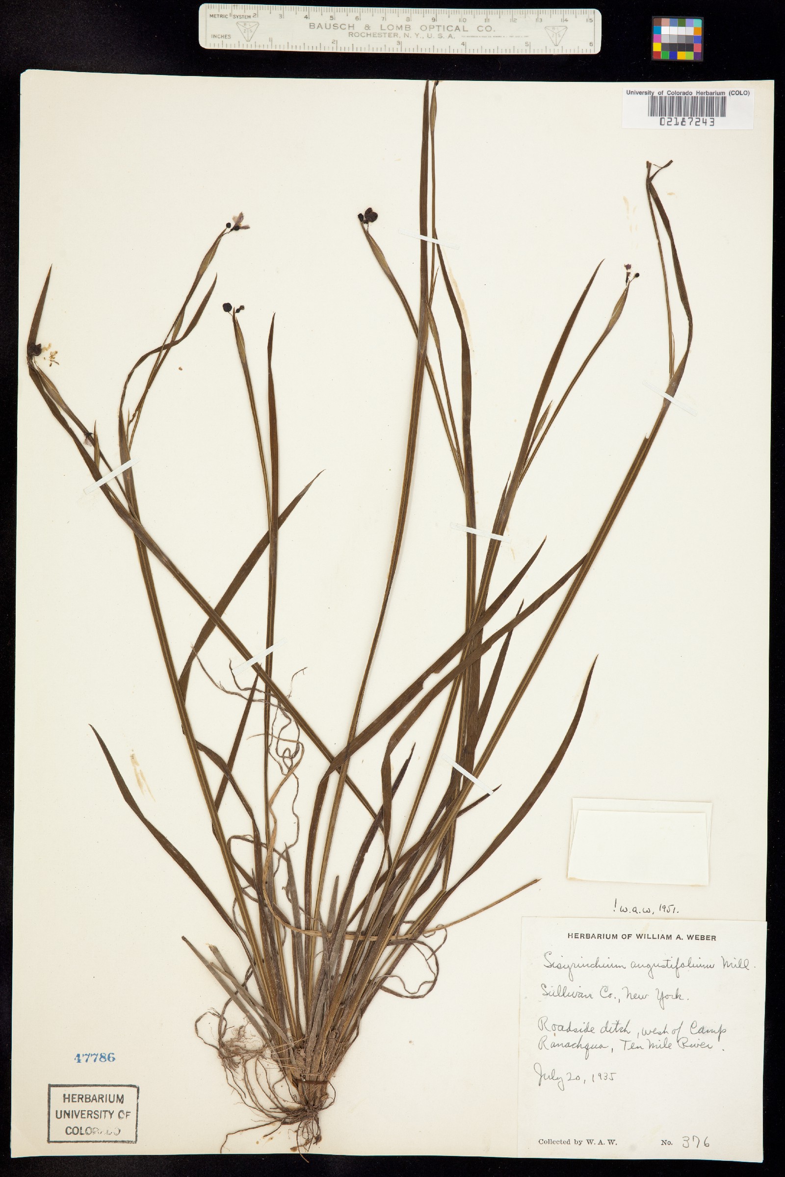 Sisyrinchium angustifolium image