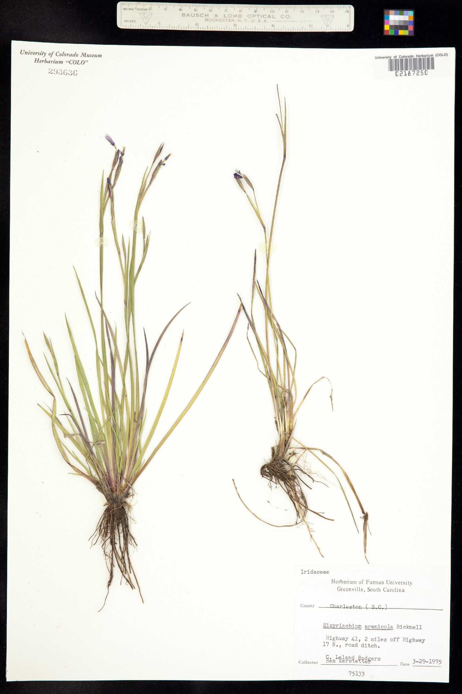 Sisyrinchium fuscatum image