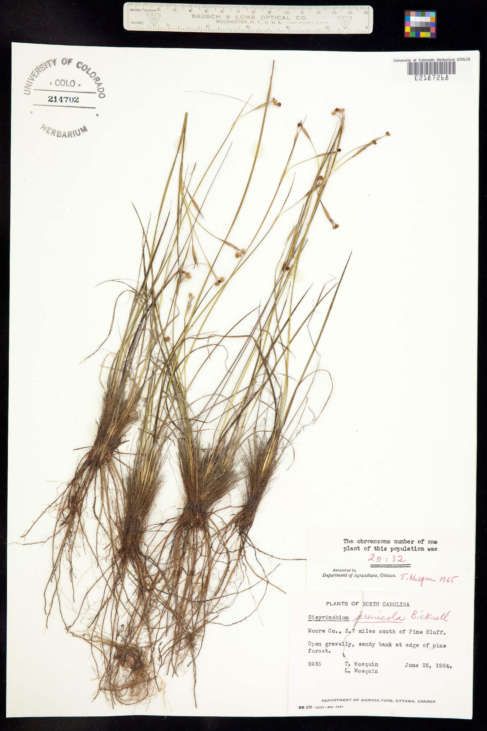 Sisyrinchium fuscatum image